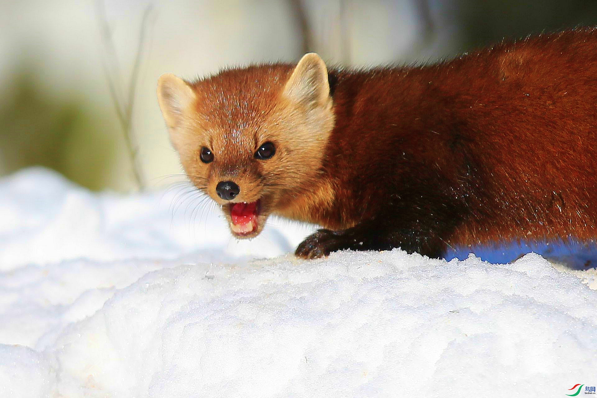 [动物] 【俏皮可爱的---松貂】--- (祝贺老师佳作荣获vip综合精华)