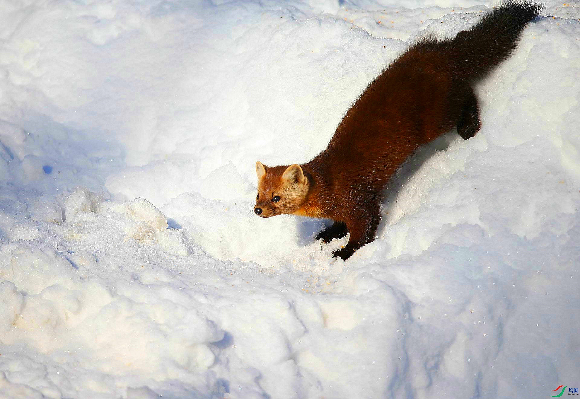 [动物] 【俏皮可爱的---松貂】--- (祝贺老师佳作荣获vip综合精华)