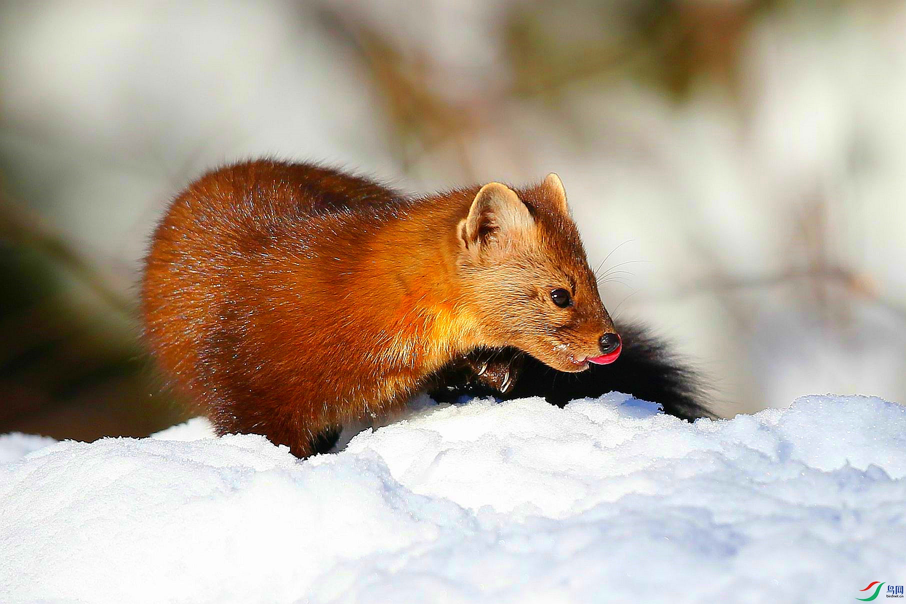 [动物] 【俏皮可爱的---松貂】--- (祝贺老师佳作荣获vip综合精华)