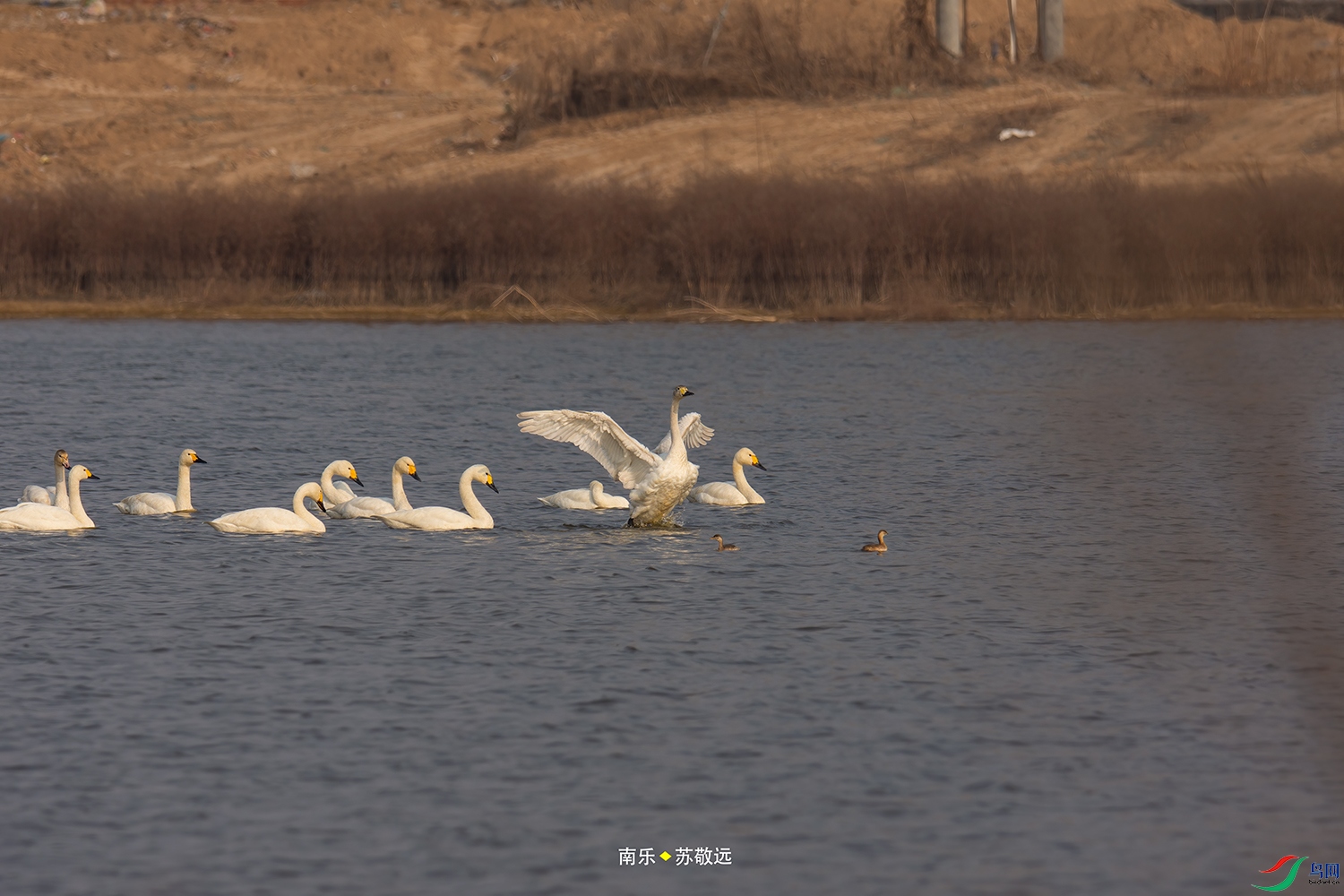 _DSC1901СС.jpg