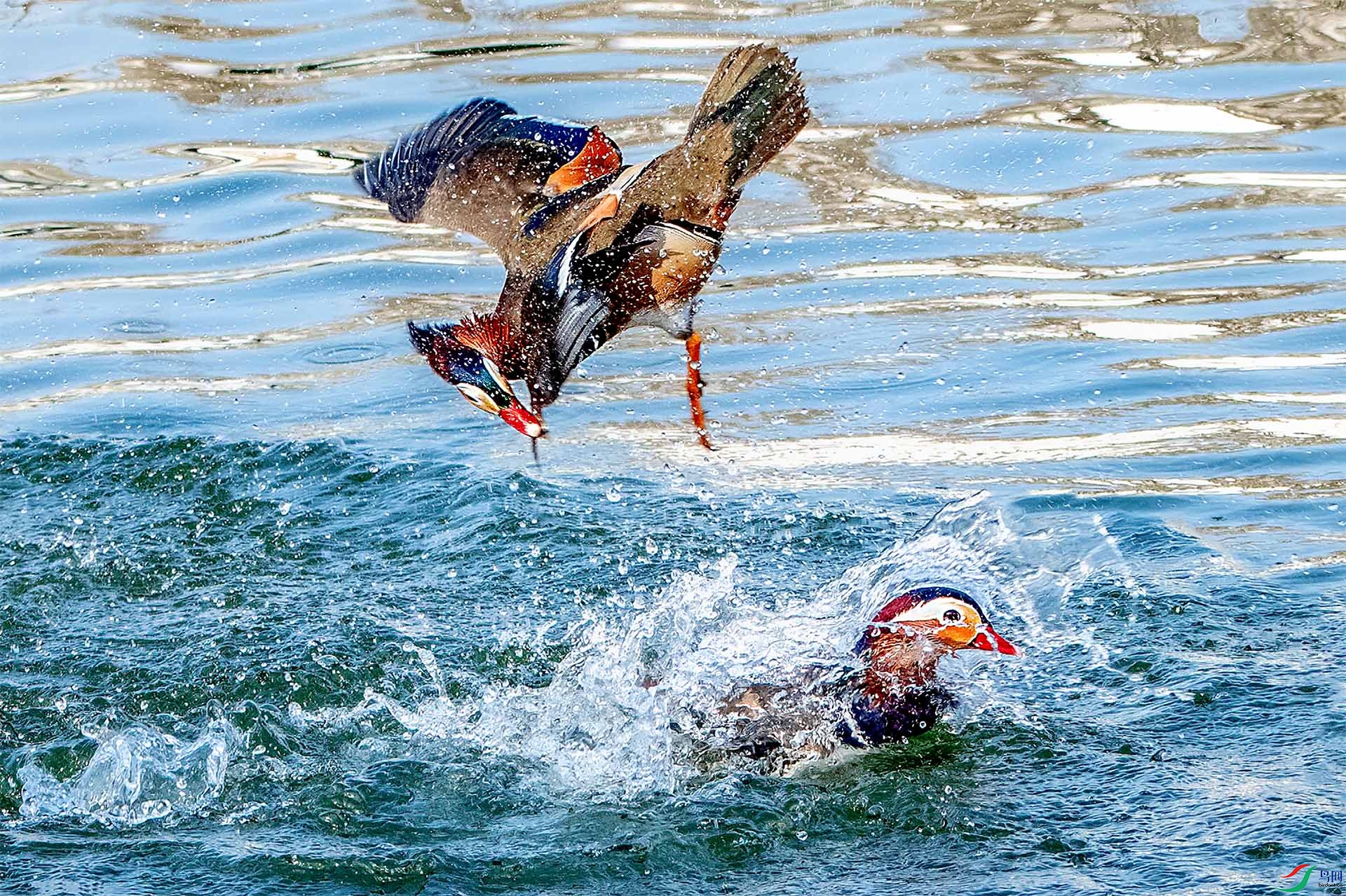 _DSC3246-9=.jpg