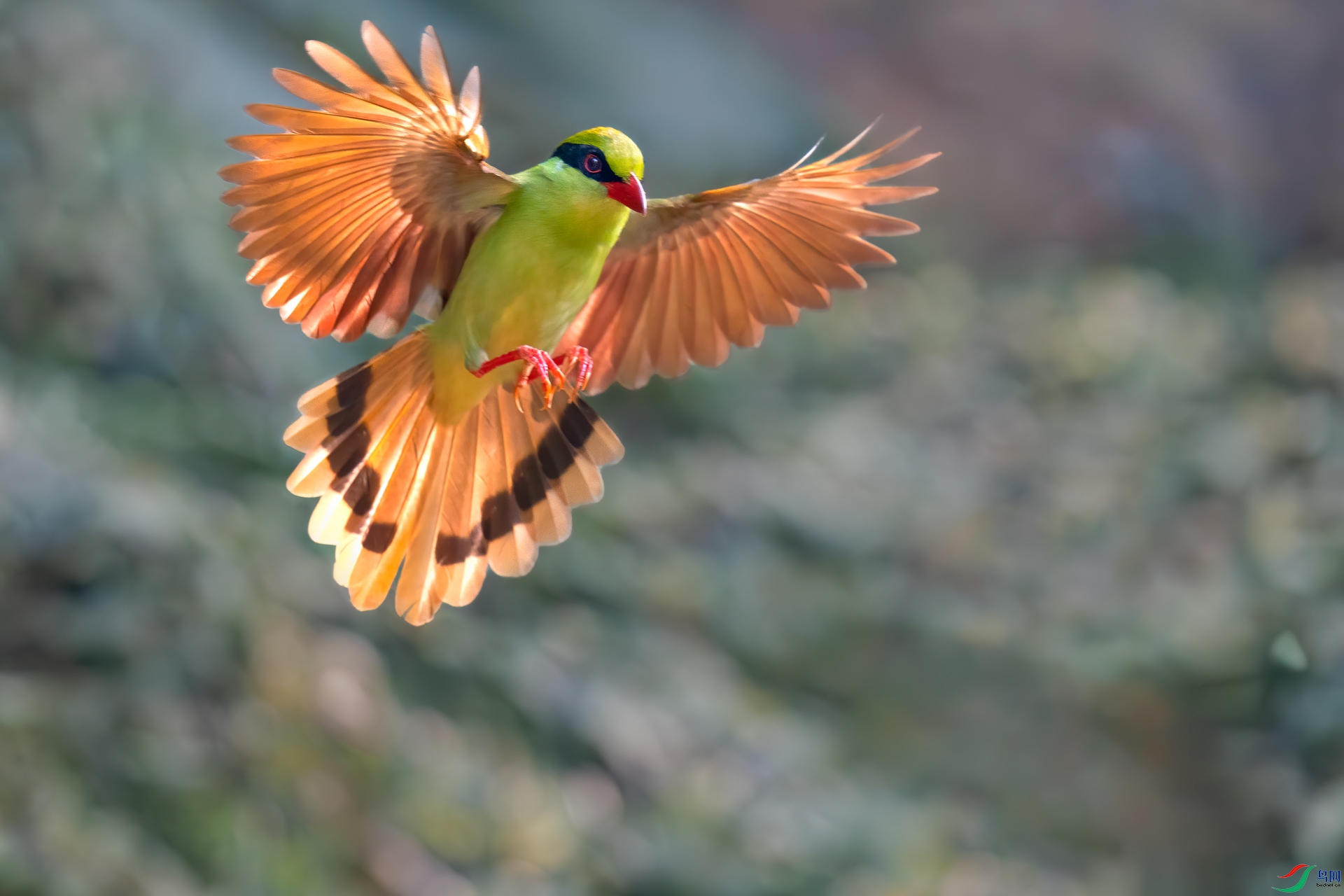 黄胸绿鹊(祝贺荣获首页鸟类精华!