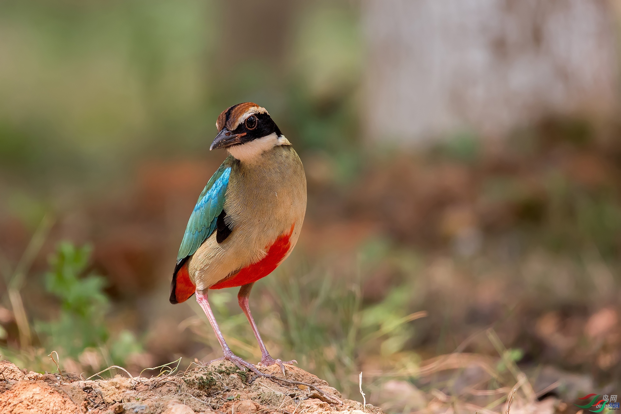 ���� ��ʦ�����ڹ���׳��������������.jpg