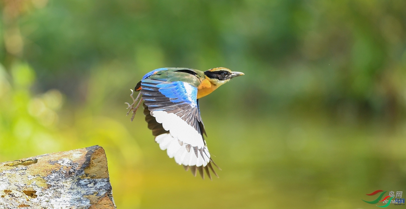 flyman2005 ��ʦ�����ڹ㶫ʡ�ع���.jpg