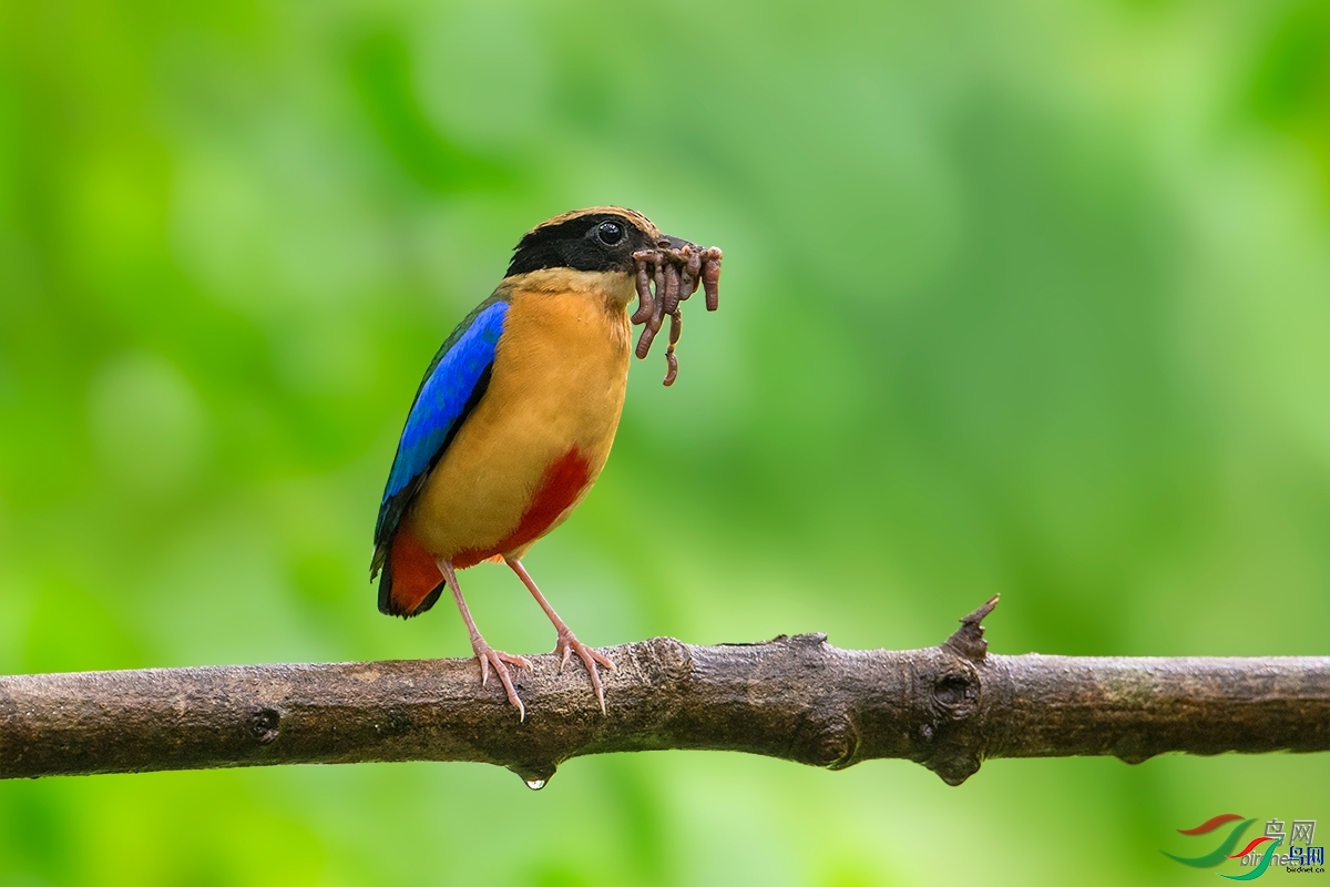 ϣ�� ��ʦ������̩��.jpg