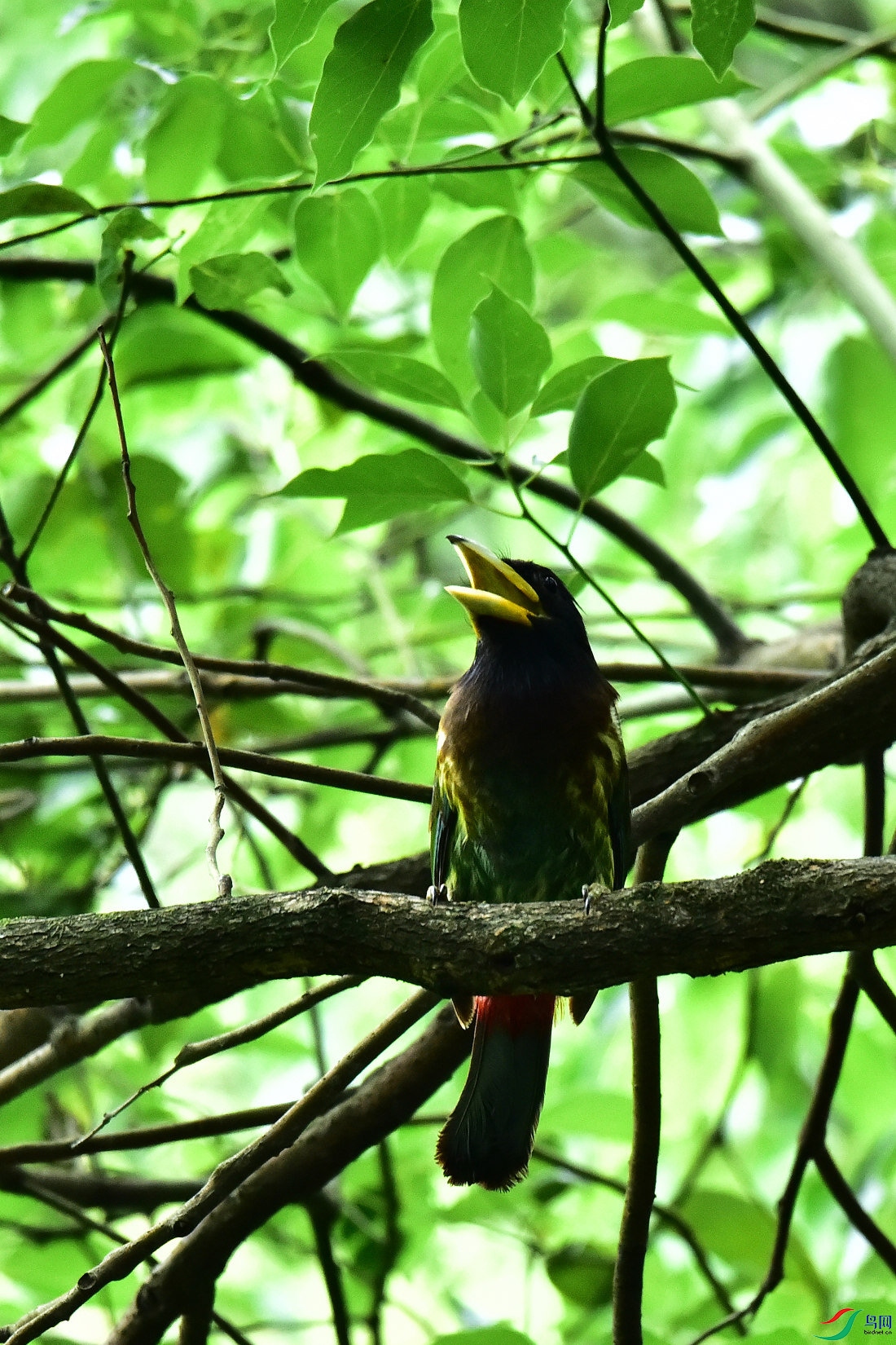 DSC_0811.JPG