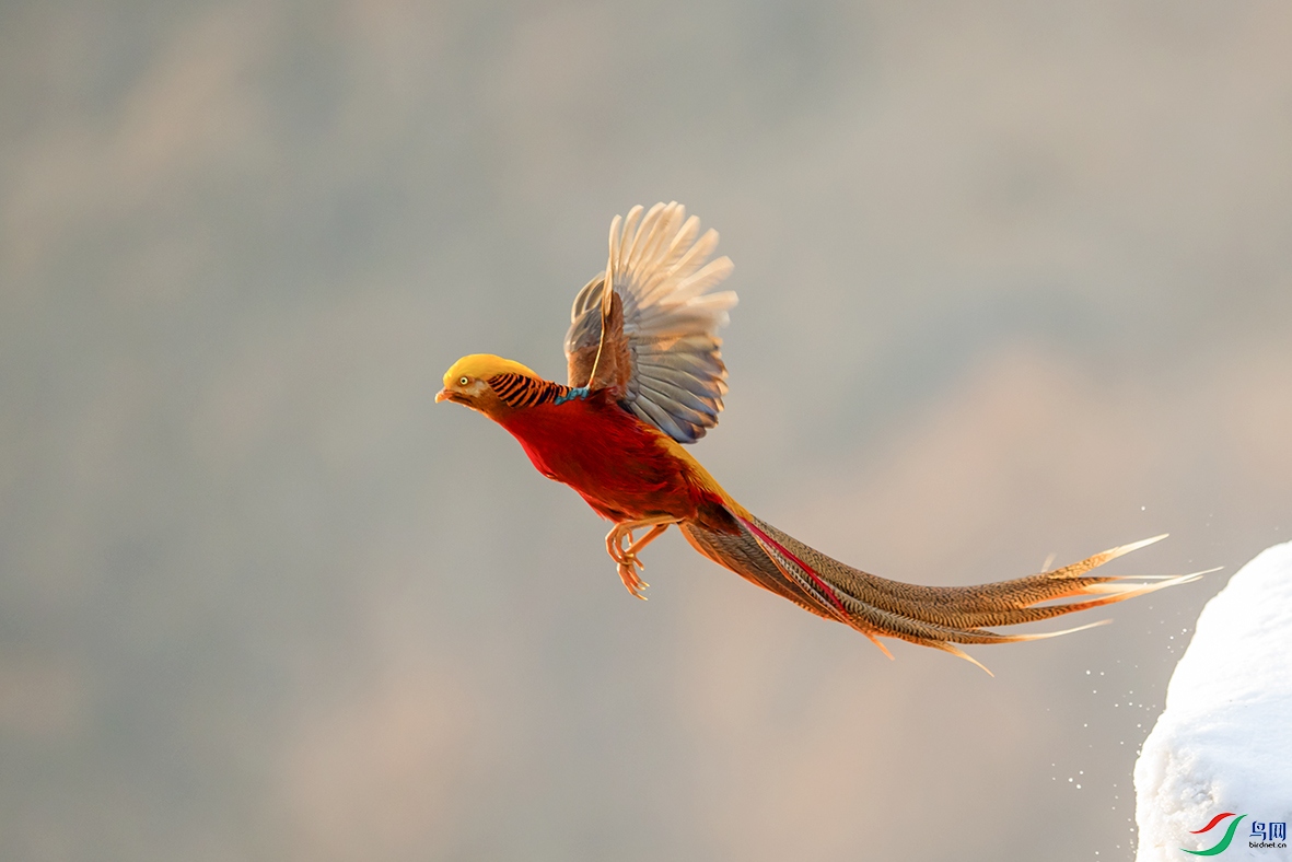 飞翔的红腹锦鸡