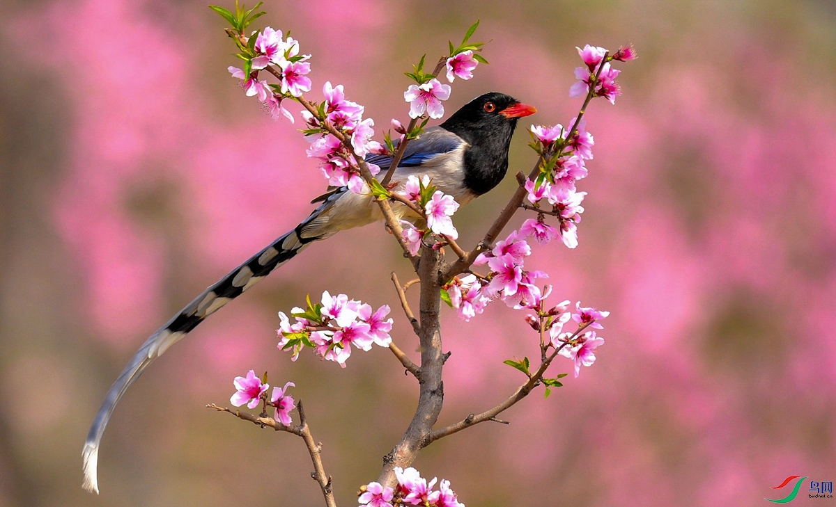 ������ȵ