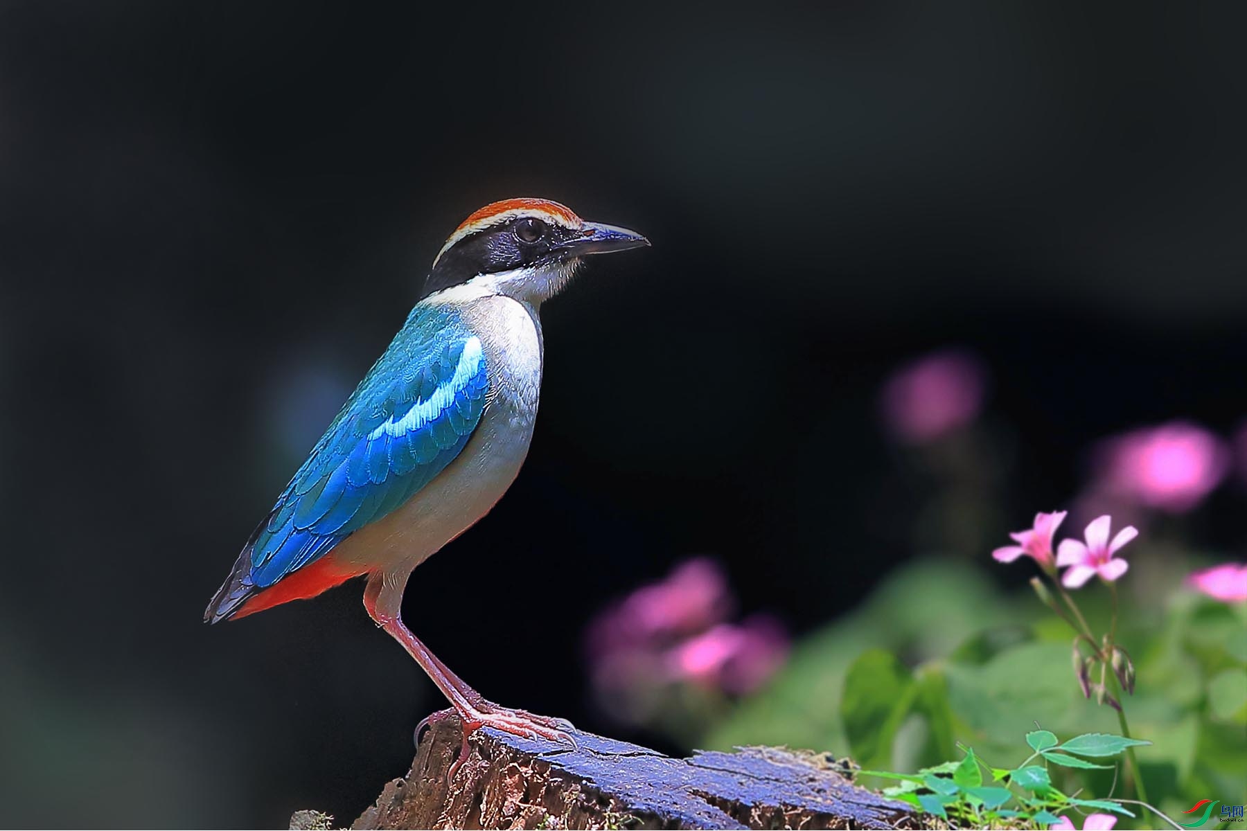 �ʰ�ɫ�11.jpg