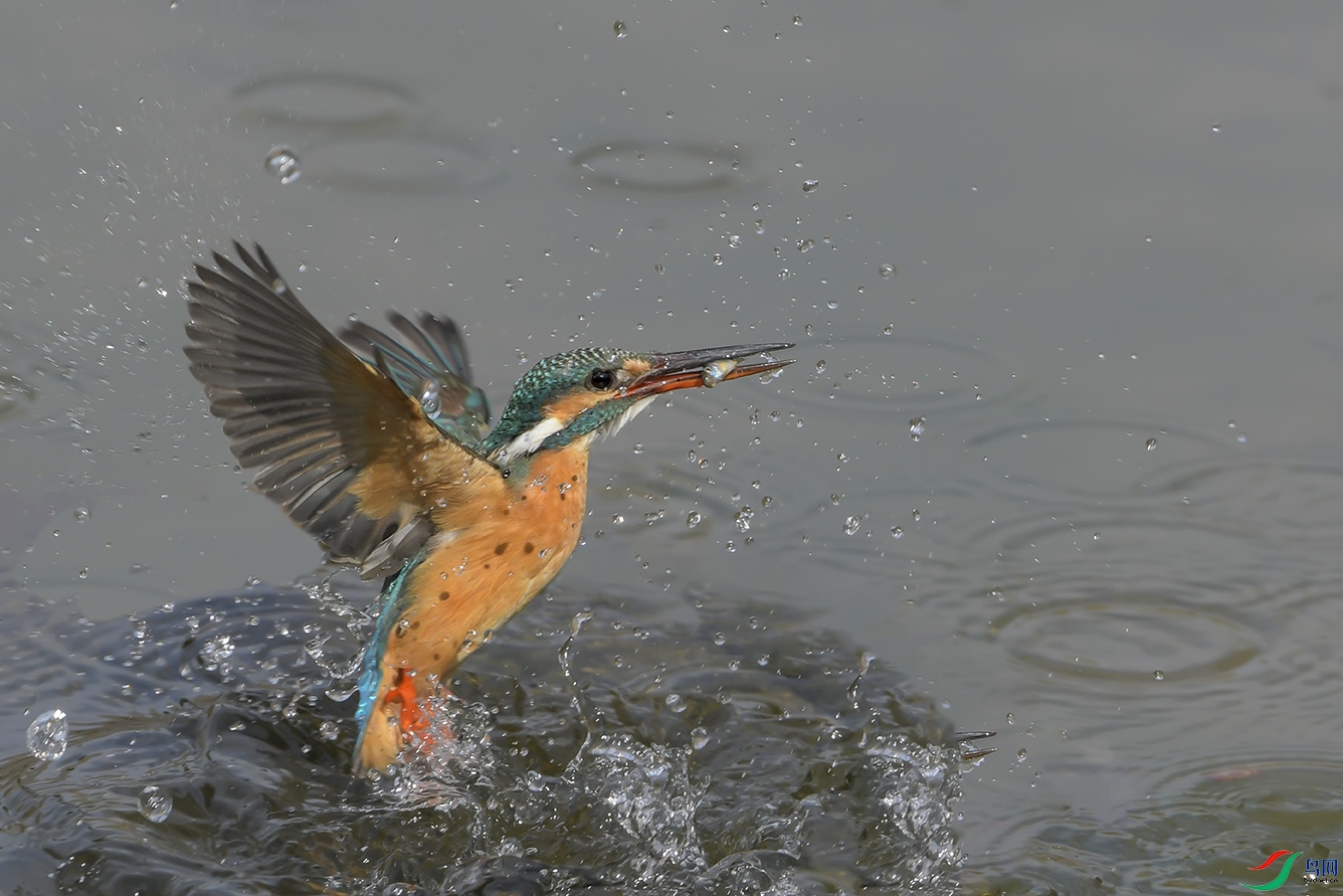 DSC_7786-2.jpg