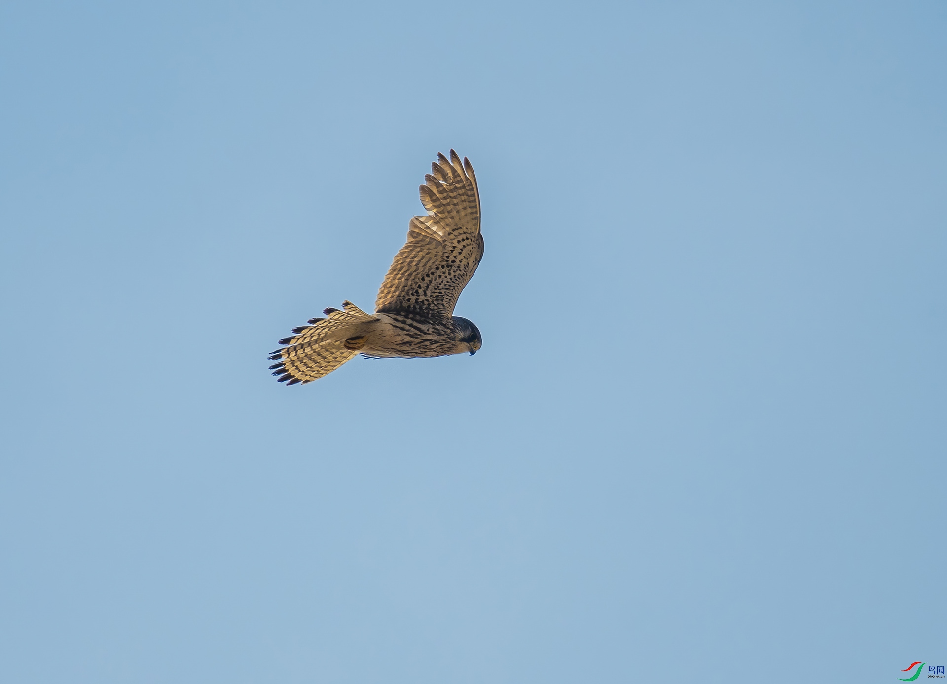 DSC_8530-DeNoiseAI-denoise.jpg