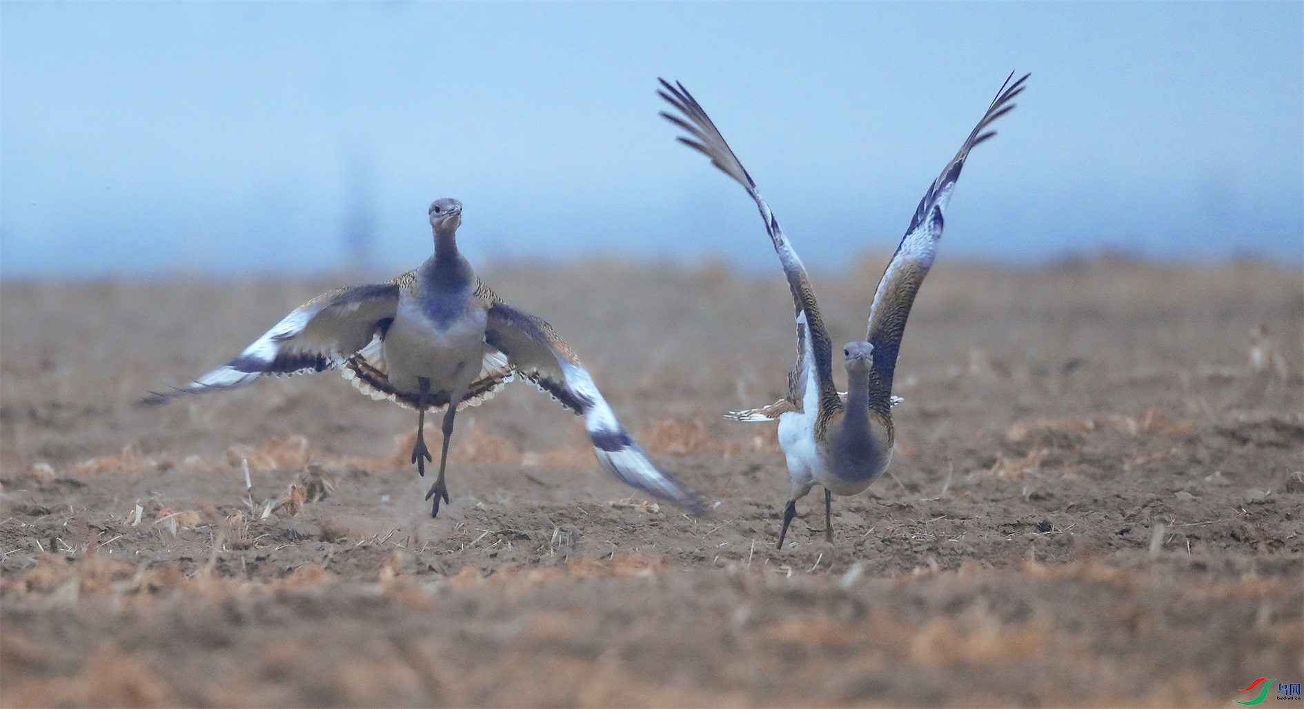 100 - ����.jpg