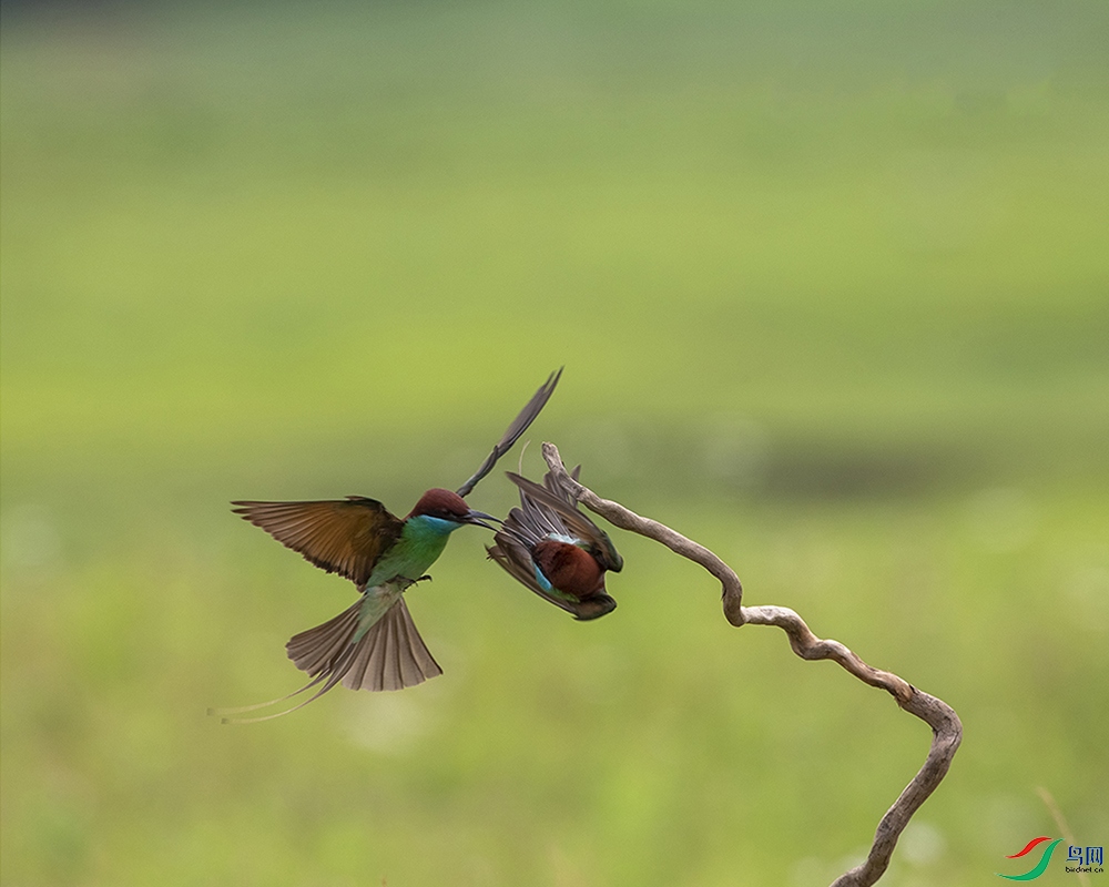 ����--4--��ţ--�����仢�� ���˽ڣ�6��.jpg