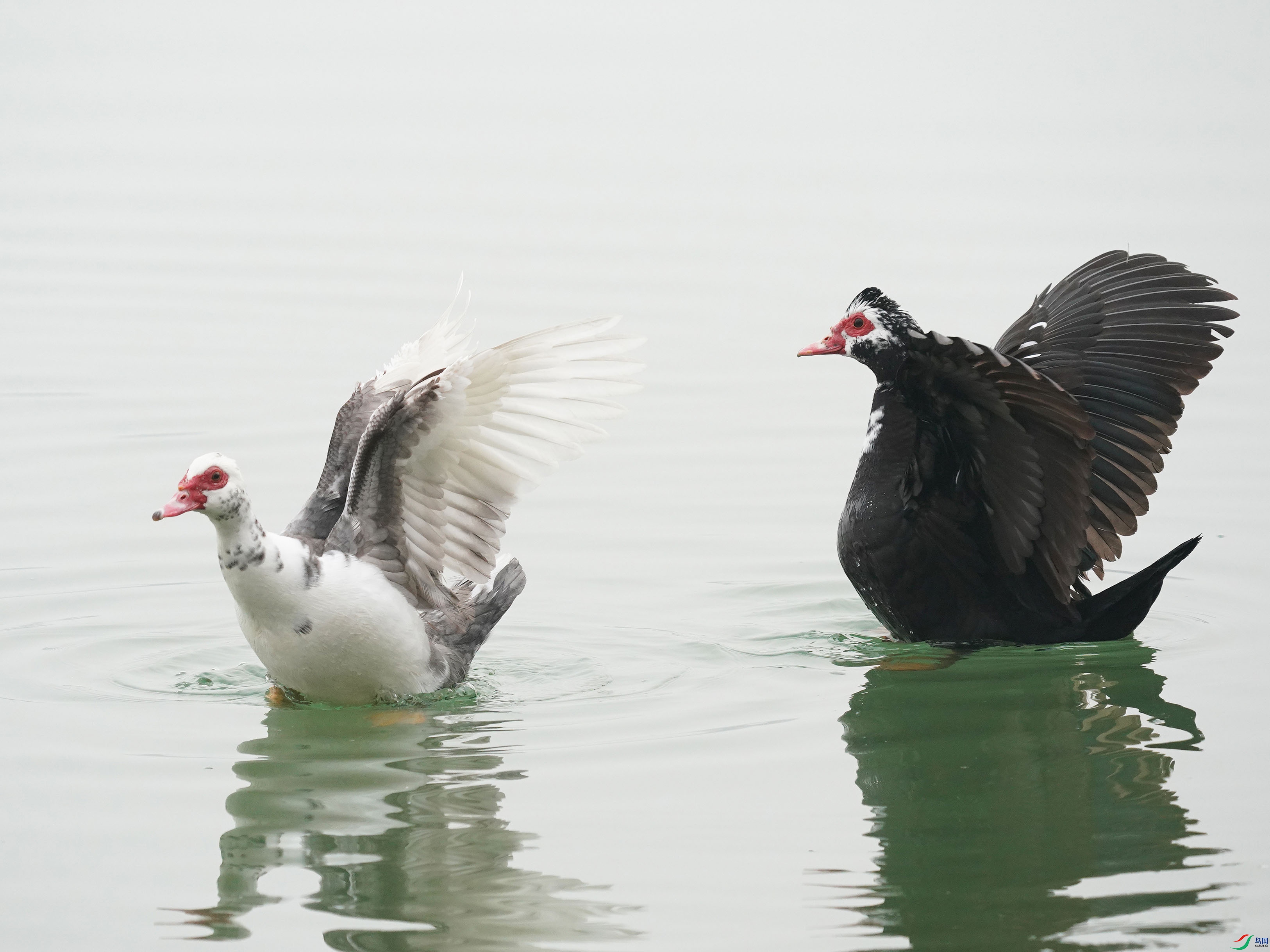 [水鳥] 疣鼻棲鴨 --圓明園