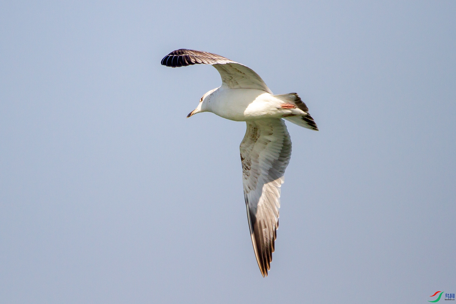 _MG_9375.jpg