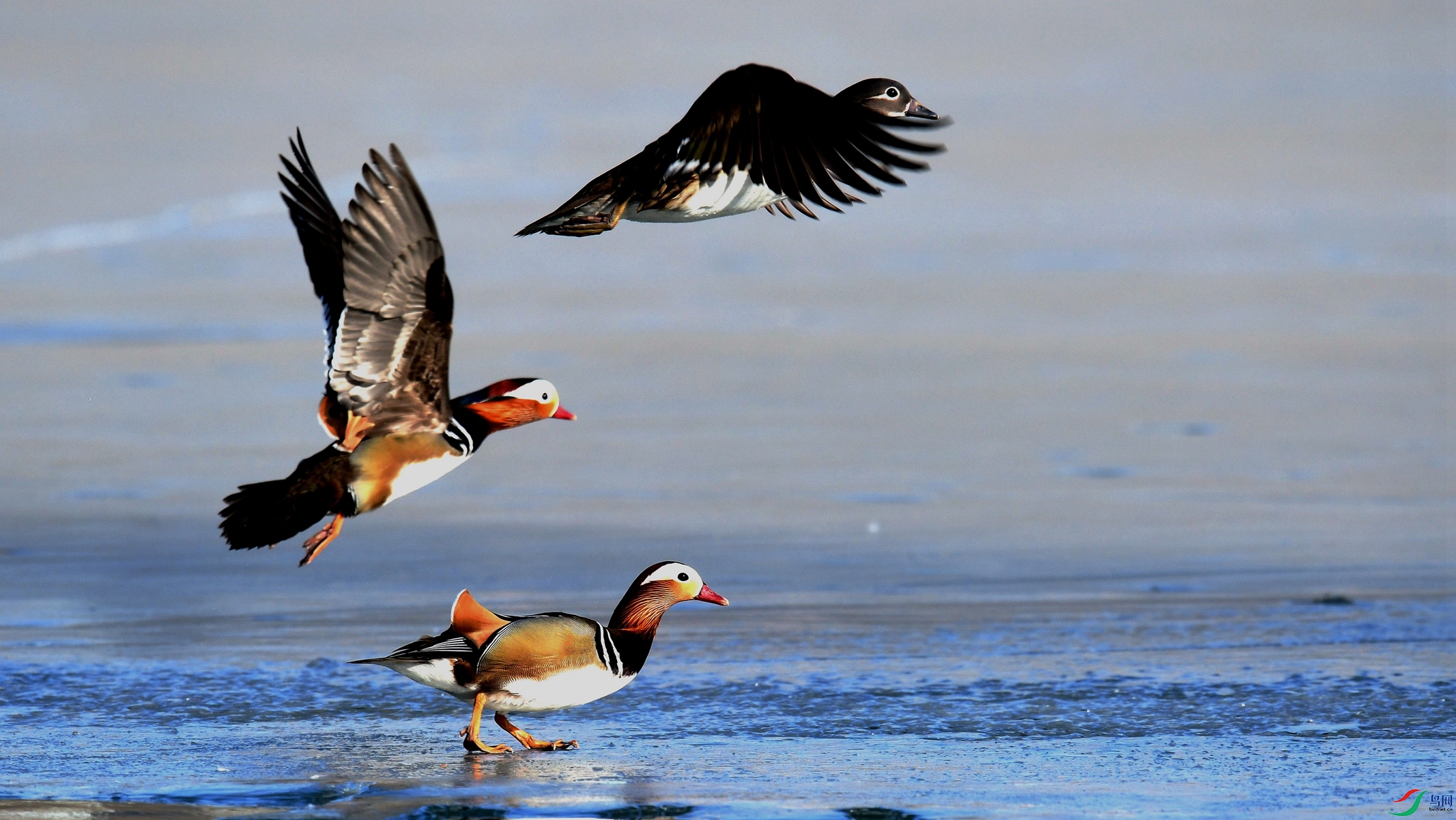 鸳鸯起飞图