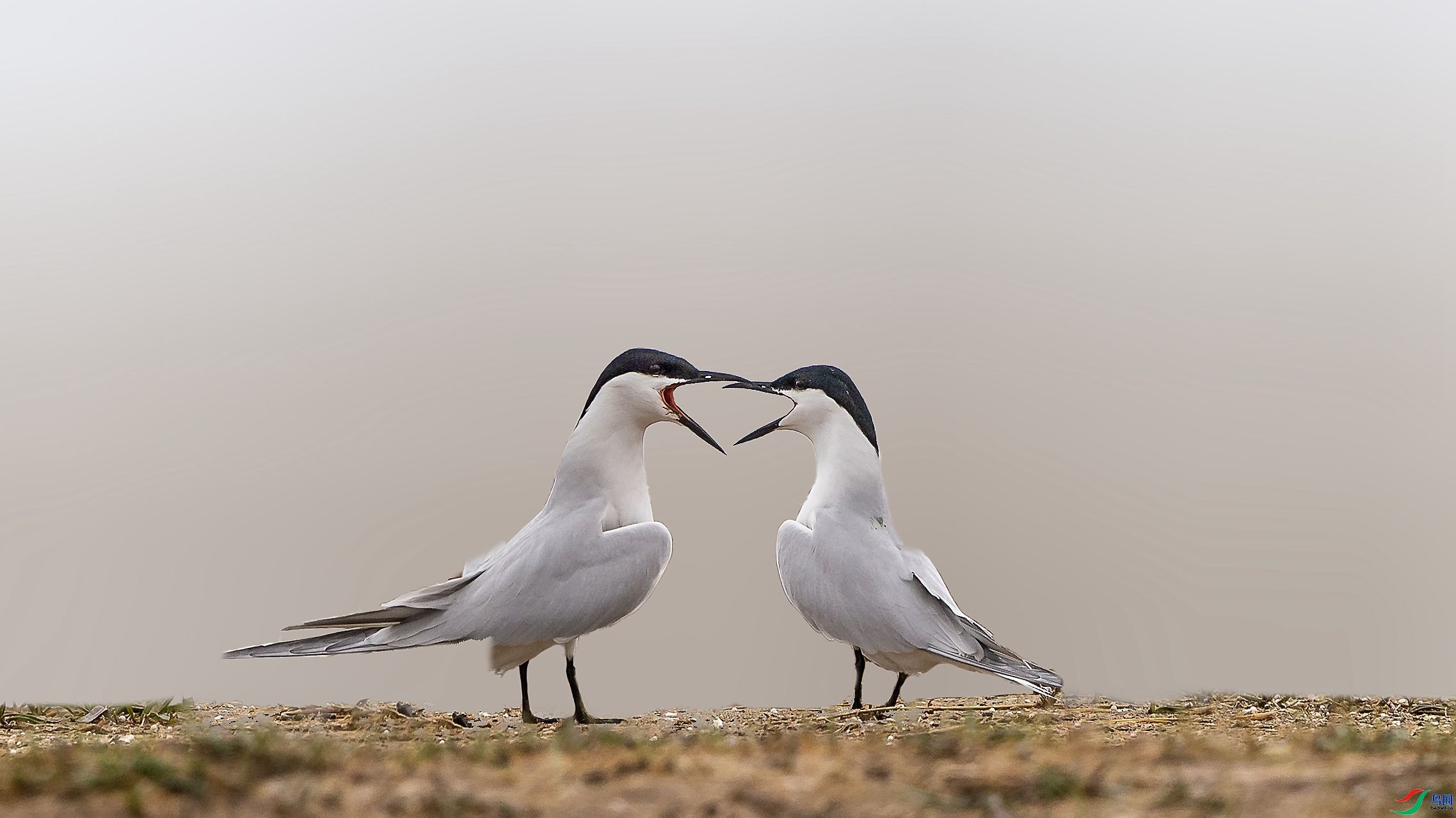 160032a8lijd5qzqzn800o01.jpg