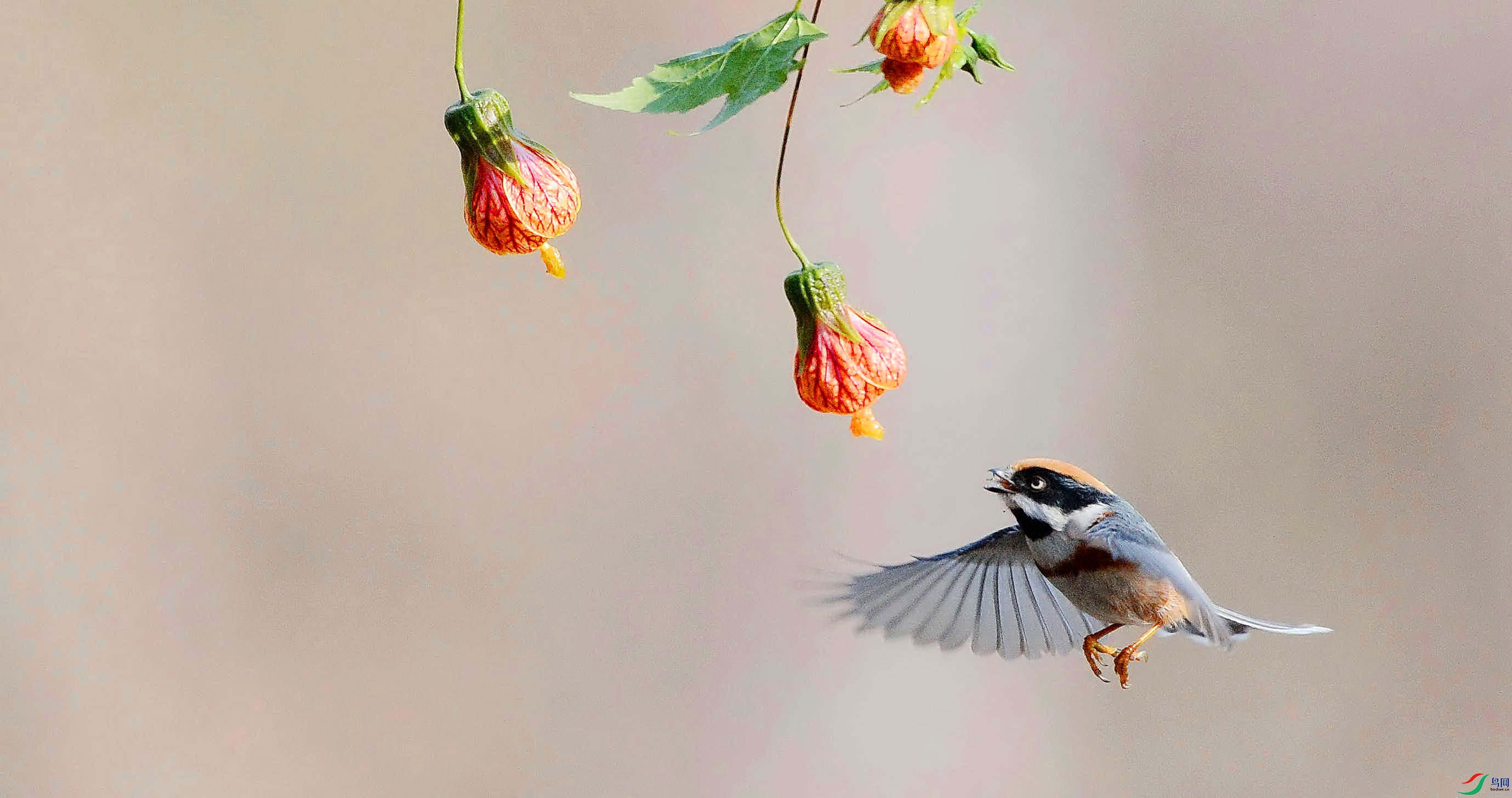 ���������� ʹ��������.jpg