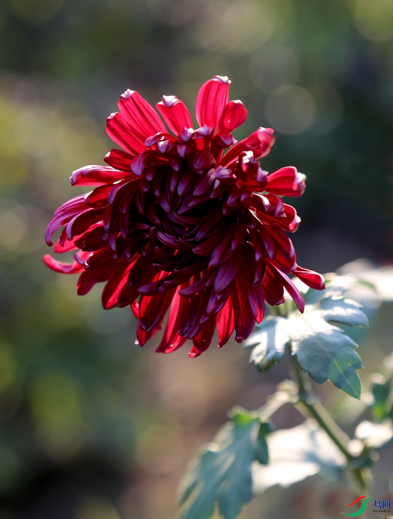 【菊花欣赏】大菊墨蟹
