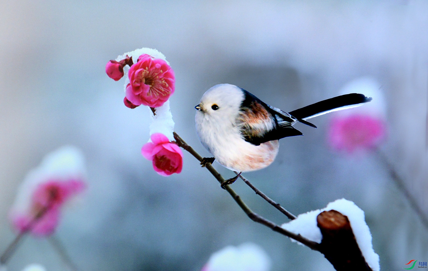 梅雪争春迎山雀