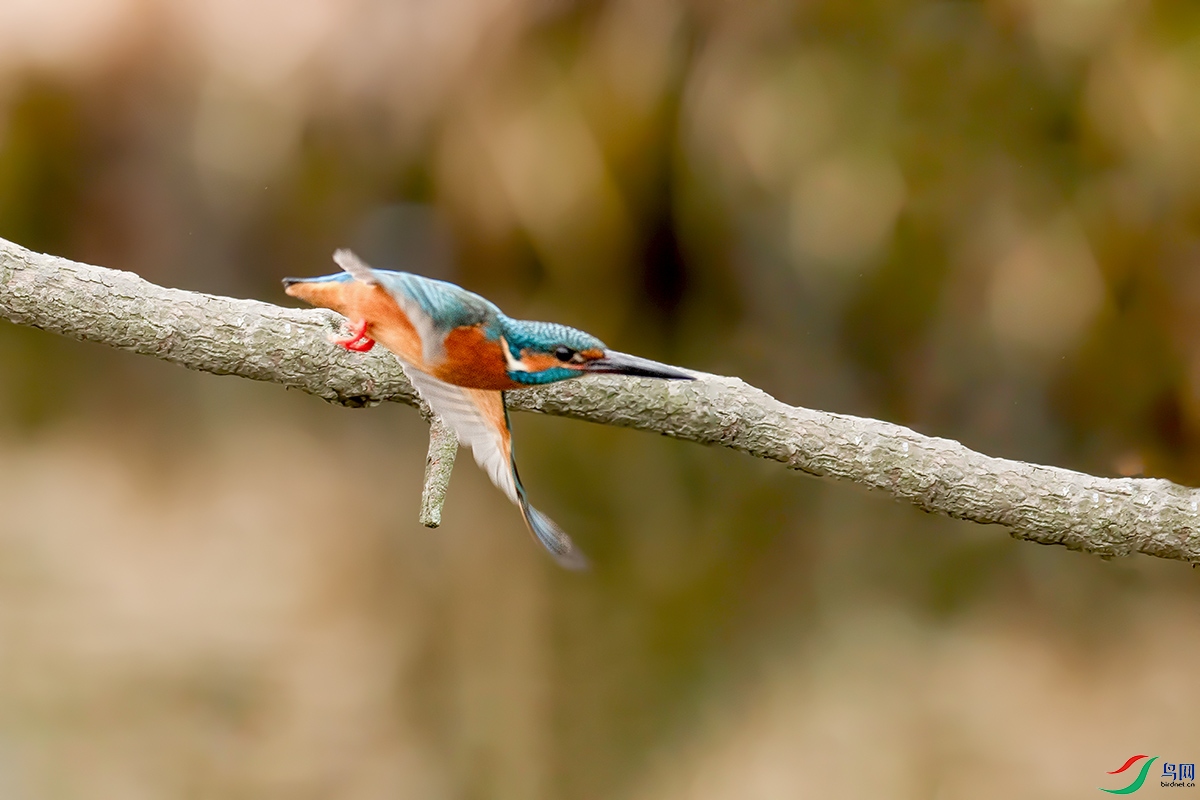 DSC_p4296.jpg