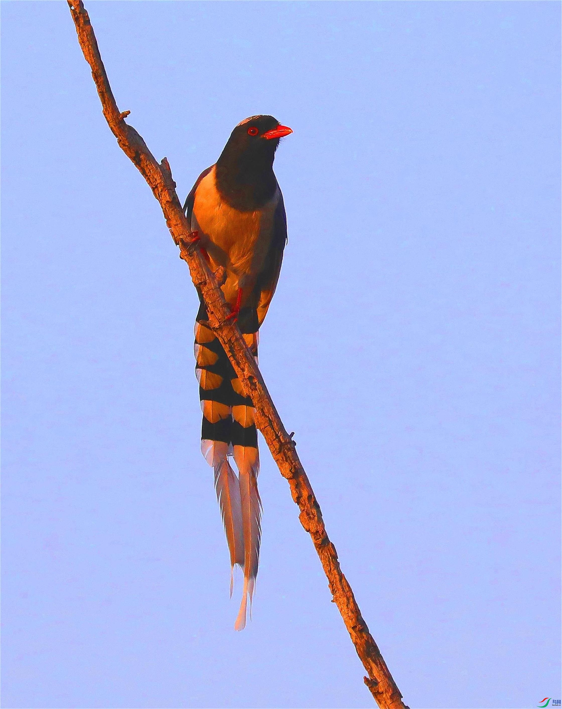 ������ȵ