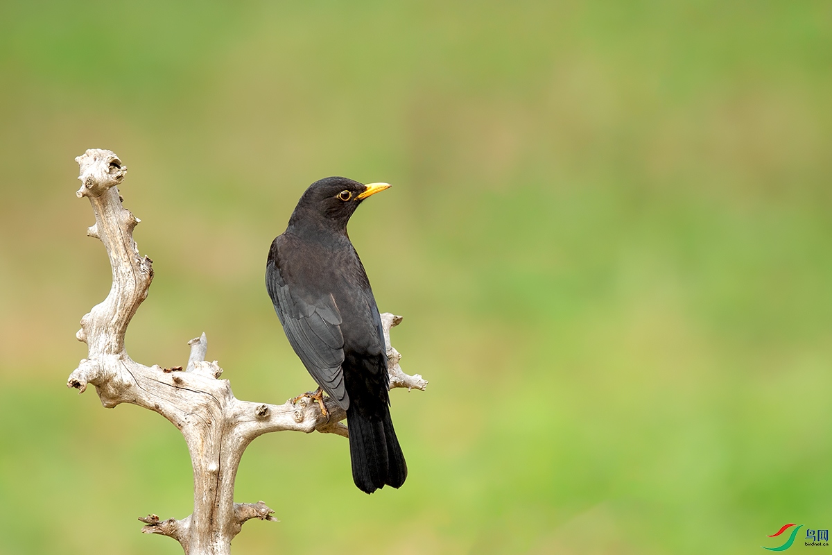 DSC_p4247.jpg