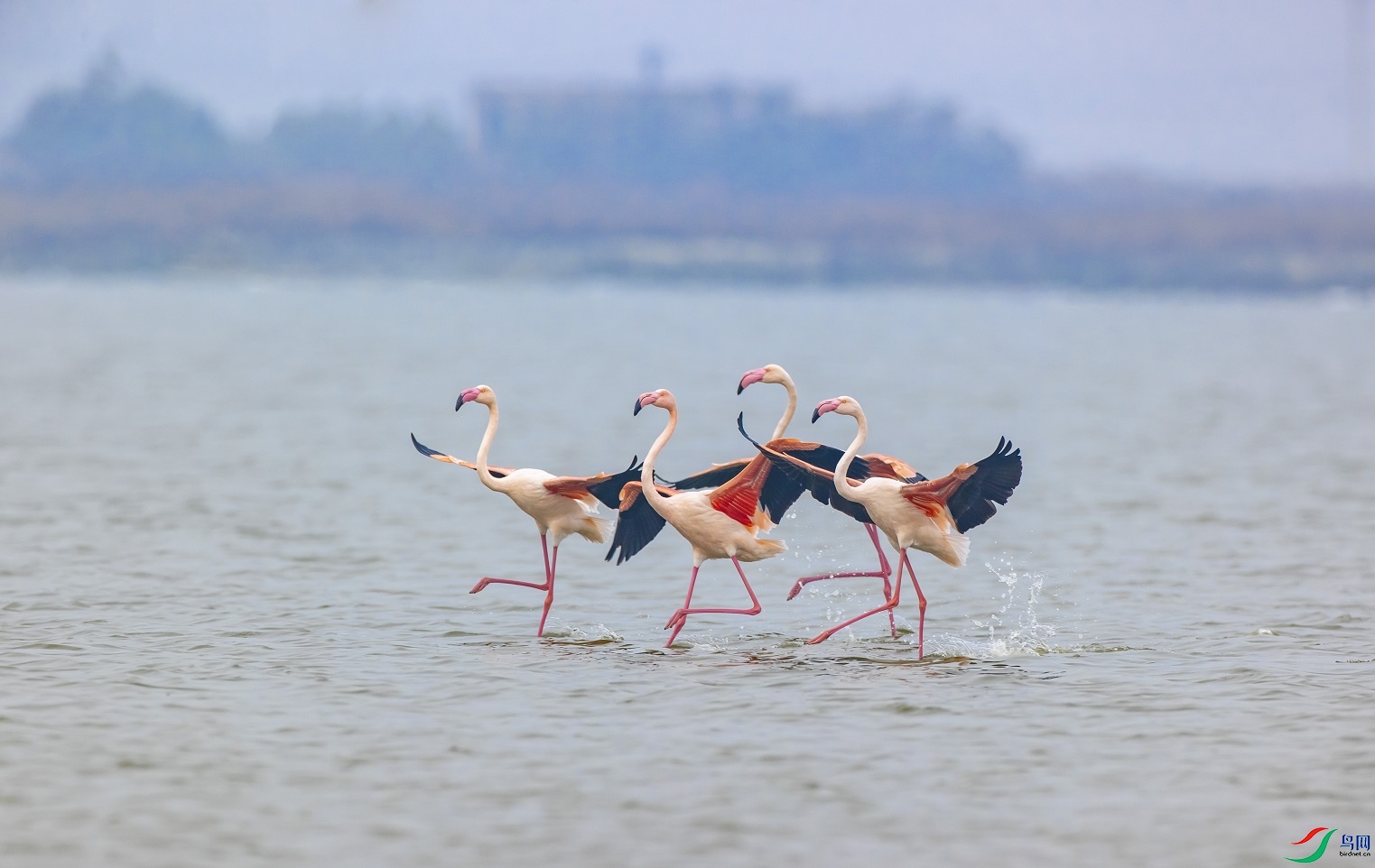 �κ���̤��