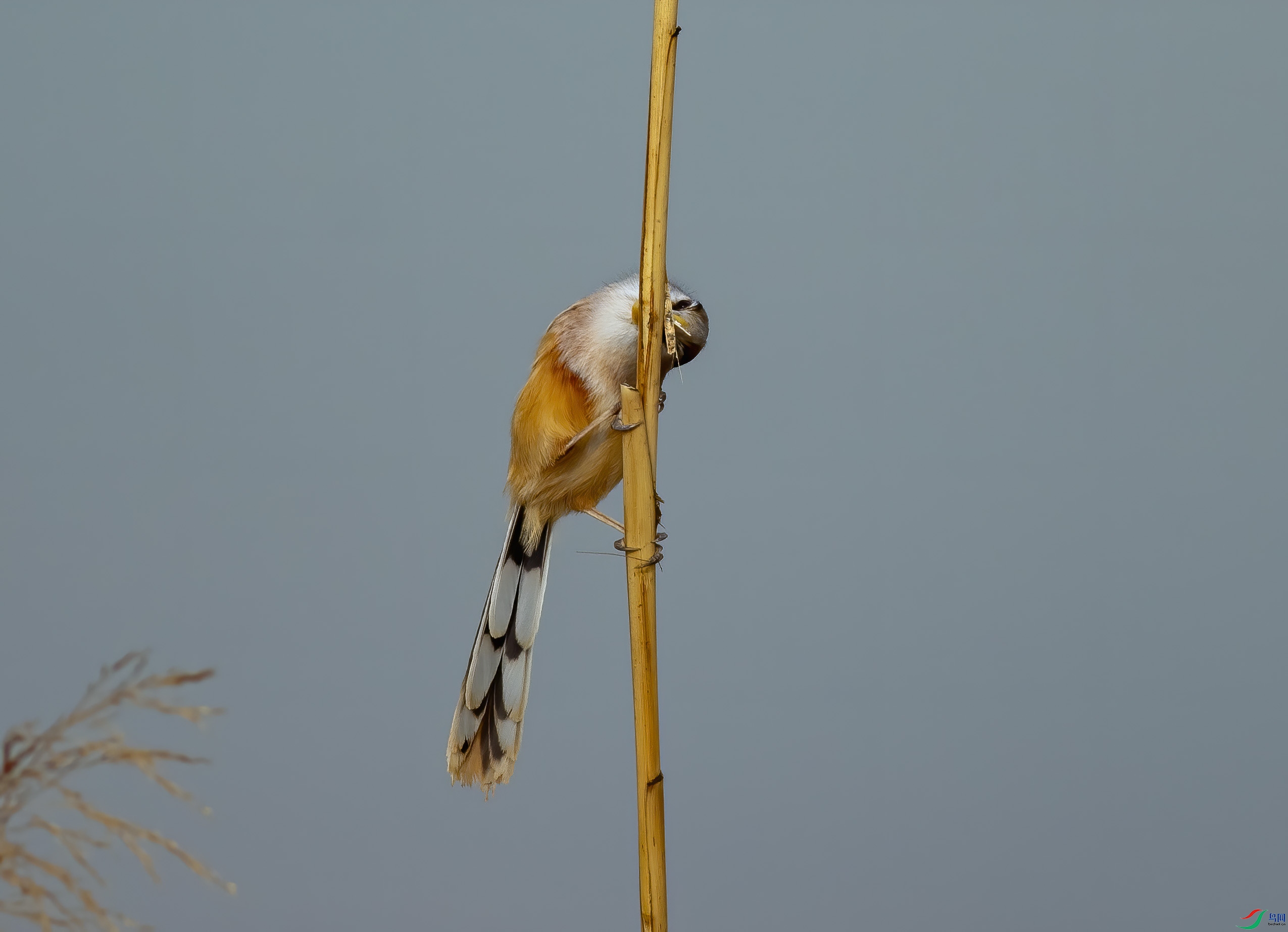 K7D08171.jpg