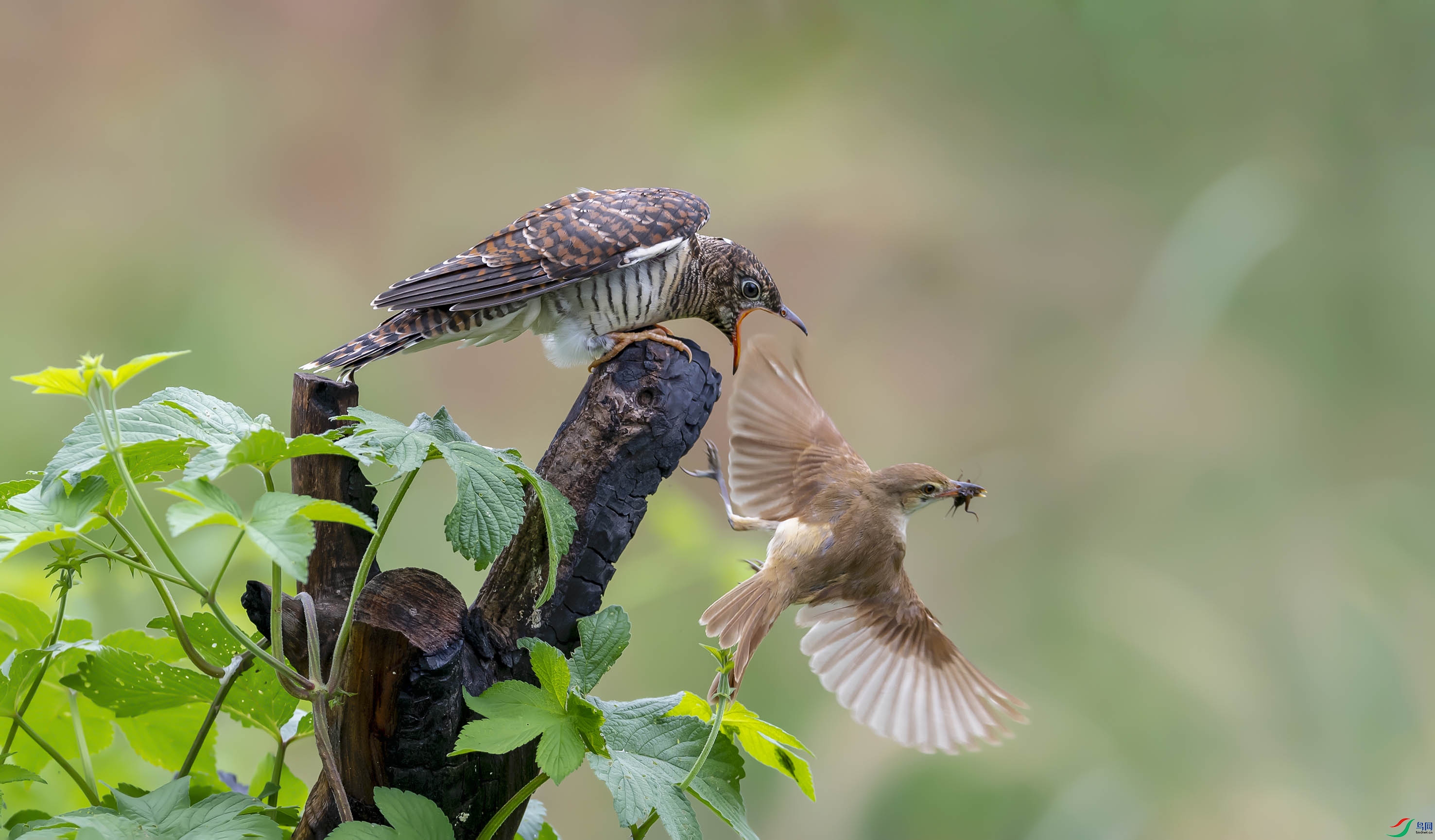 DSC_5484add2.jpg