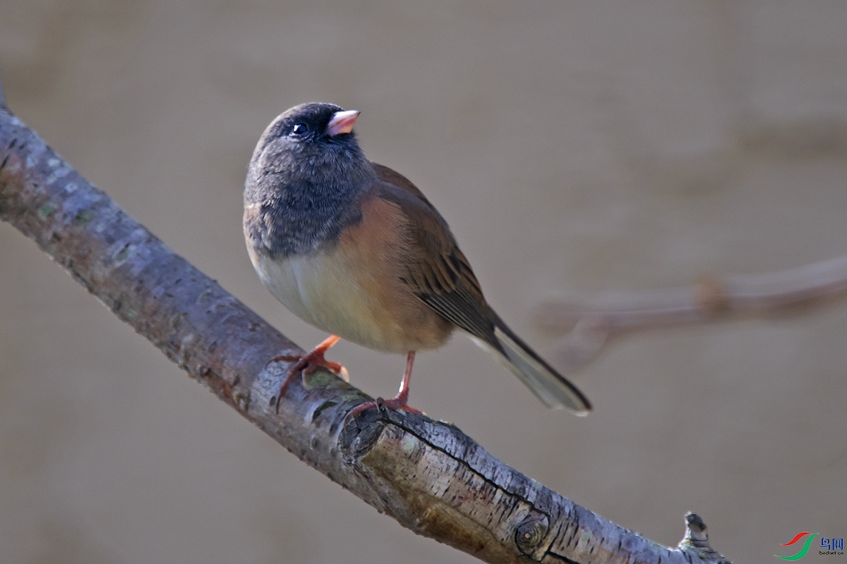 DSC_4208a.jpg
