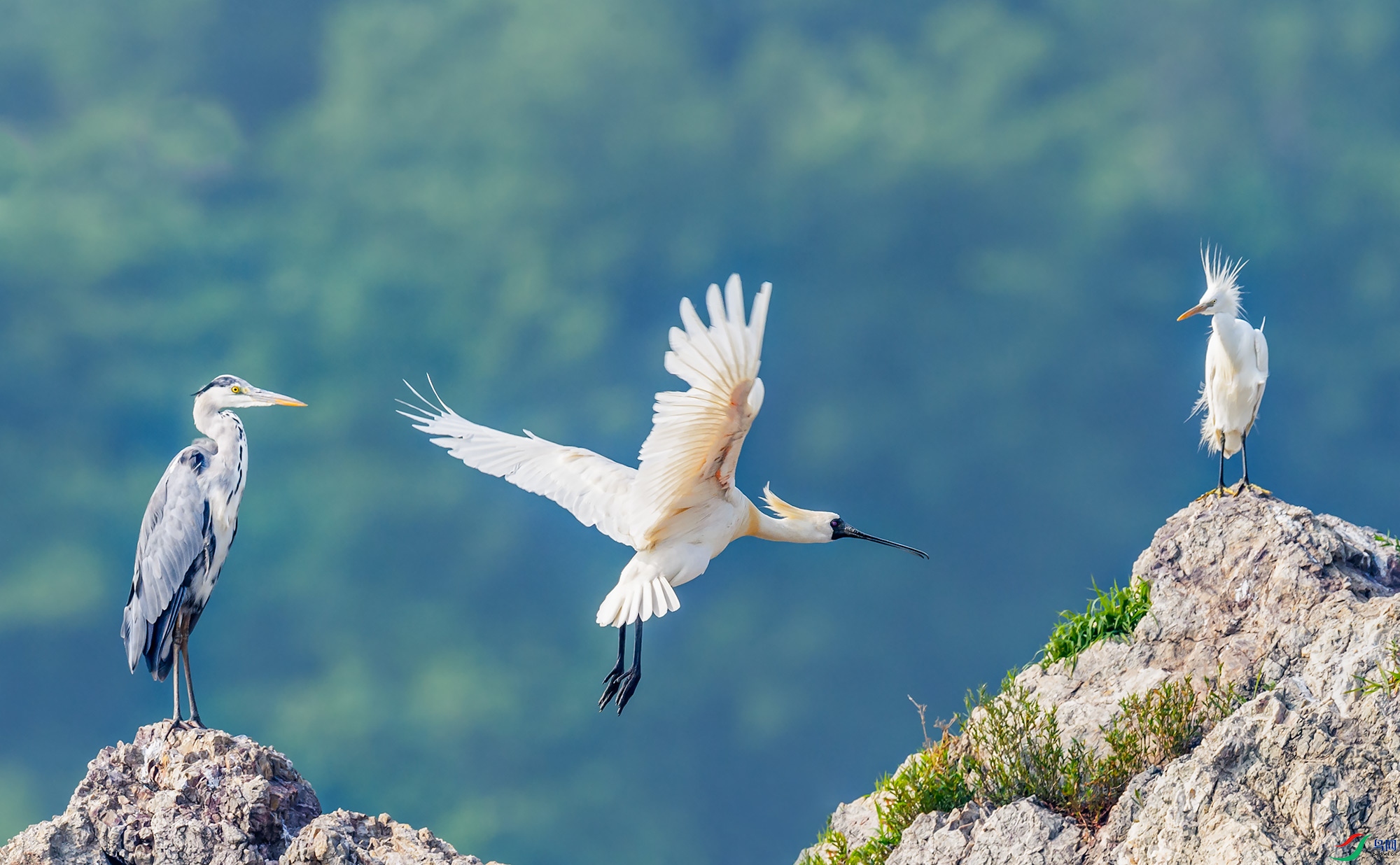 ������������ء�����