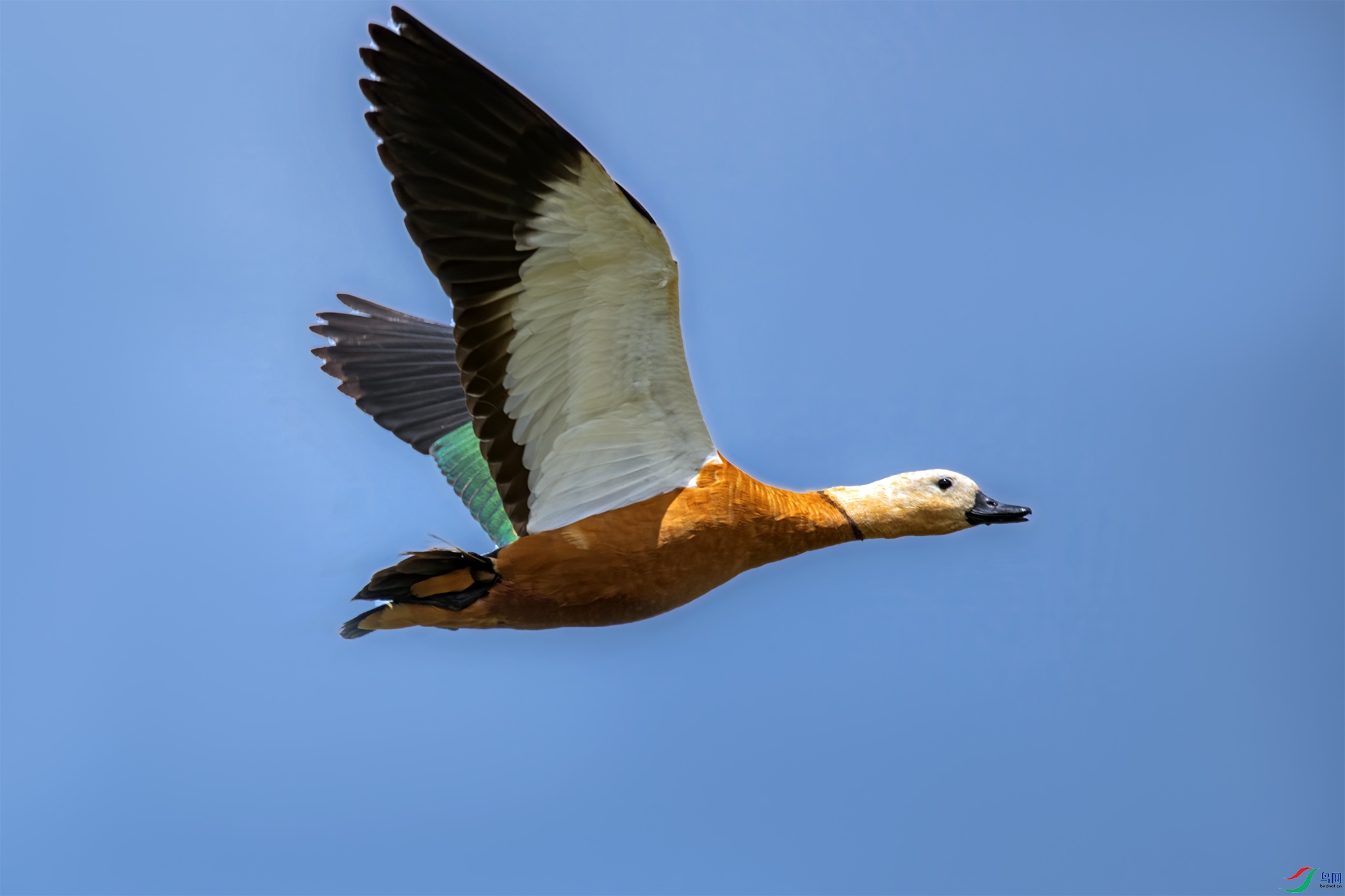 DSC_9707-1.jpg