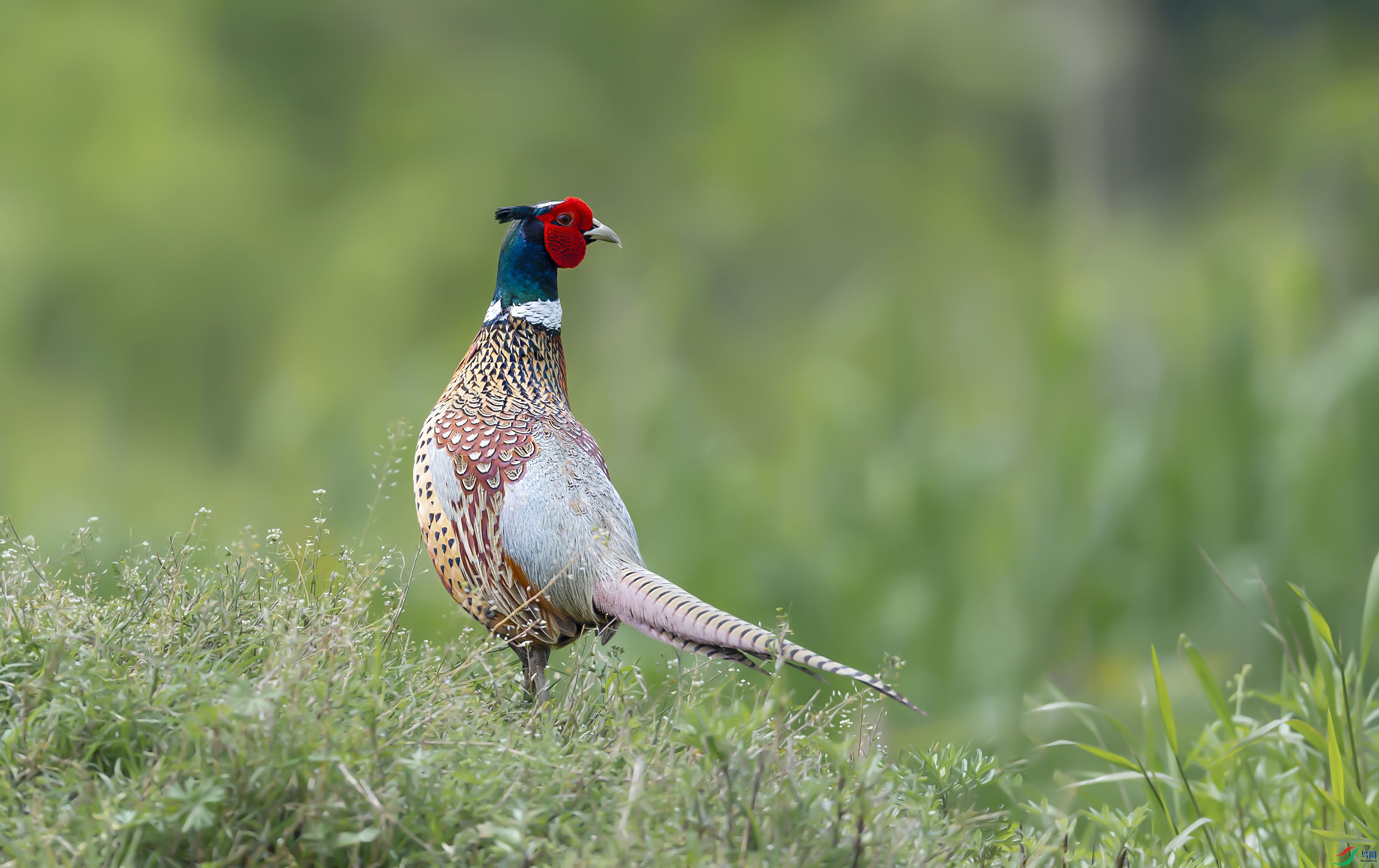 DSC_6523add.jpg