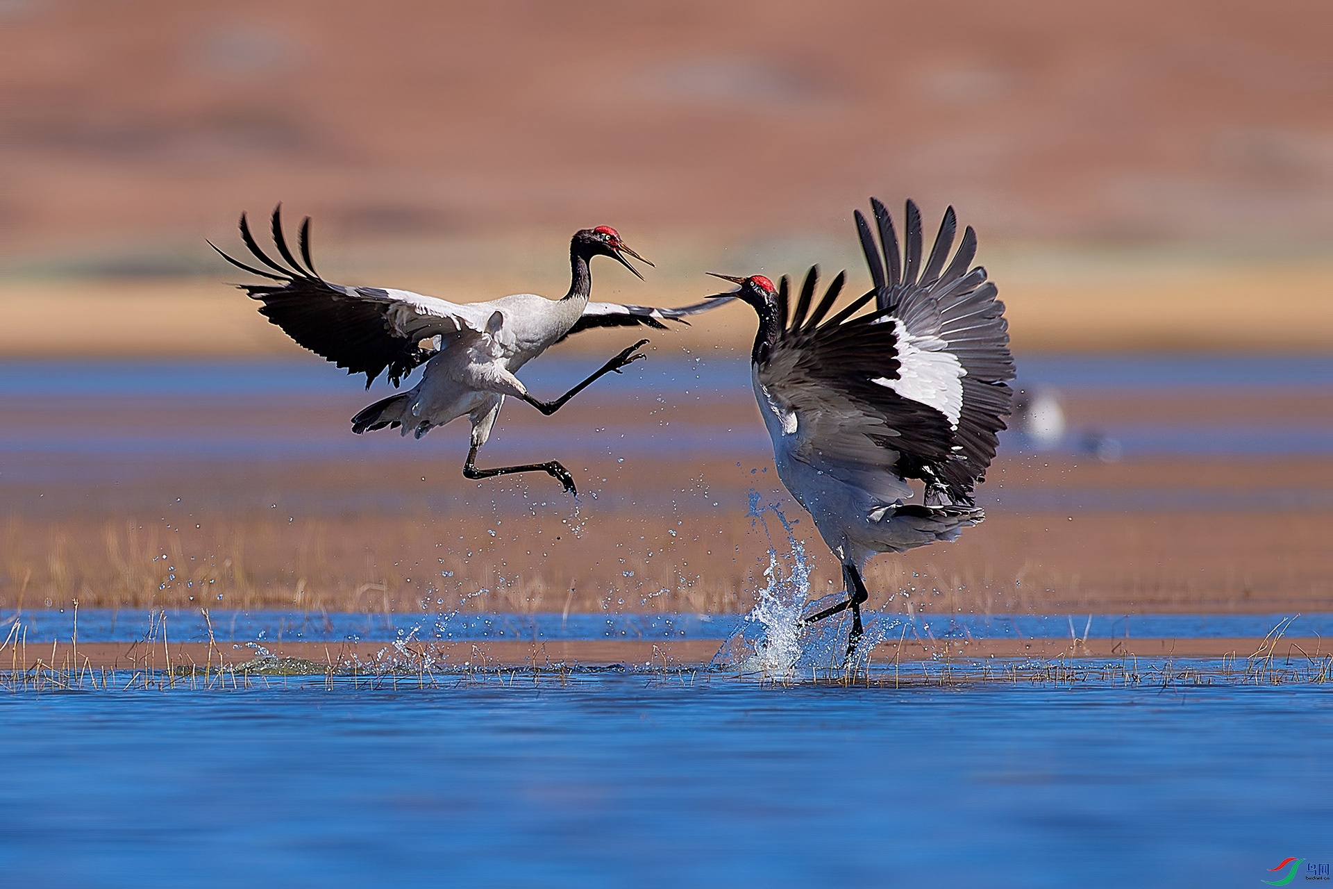 AV3I0789-1-gigapixel-width-5000px-zw.jpg