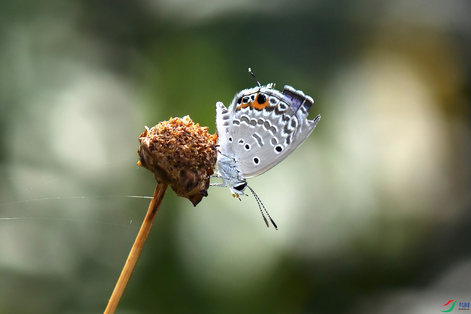 DSC_7927_00001.jpg