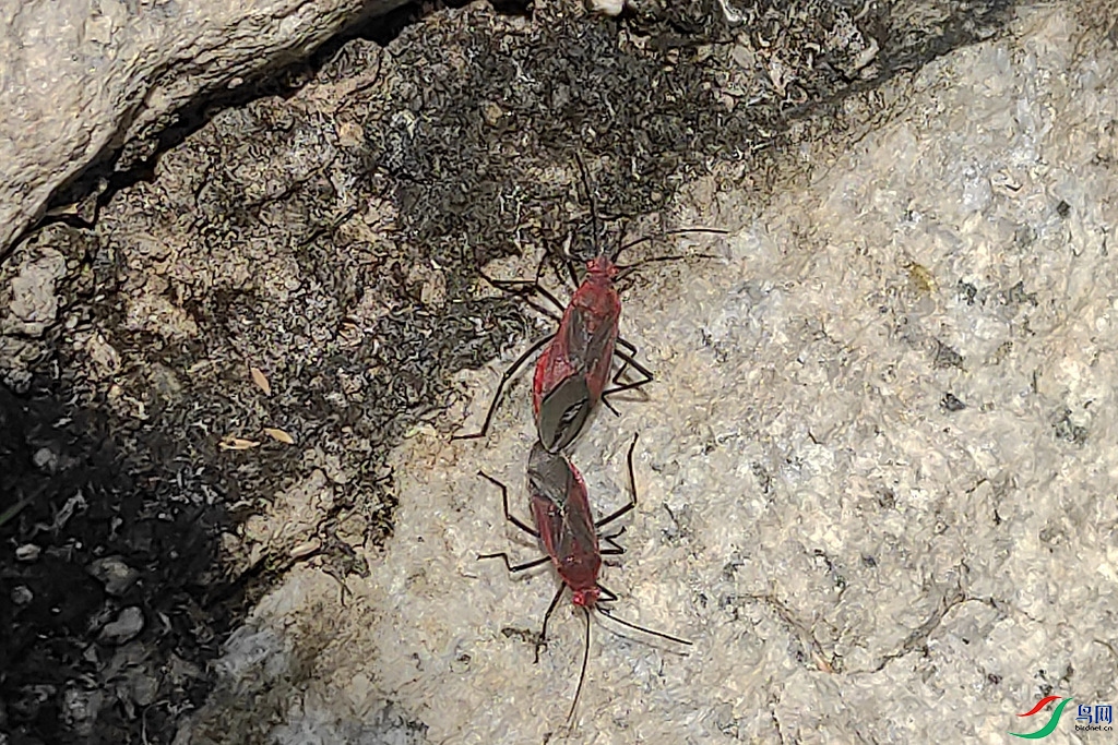 IMG_20201031_114725_BURST19.jpg