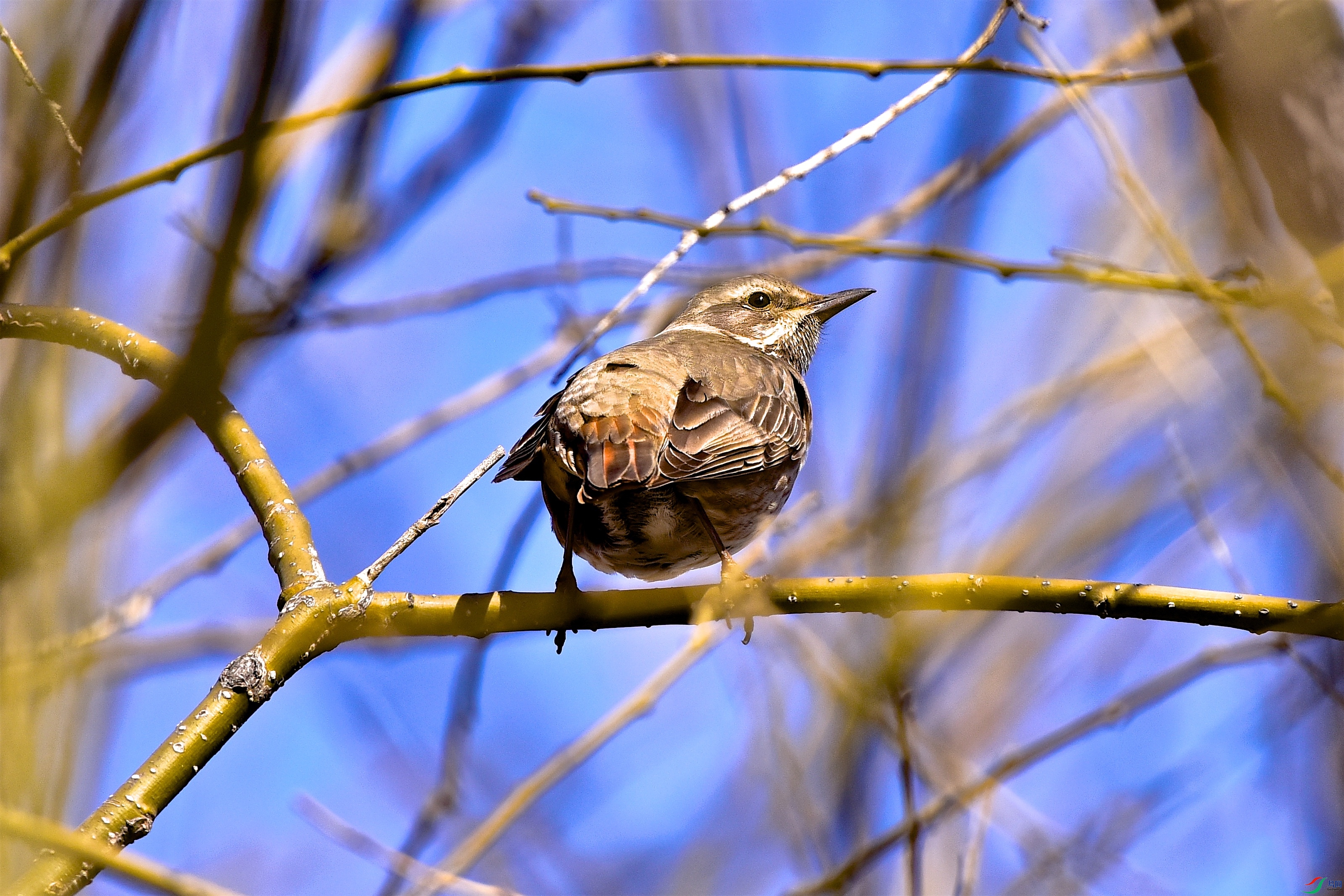 DSC_0134.jpg