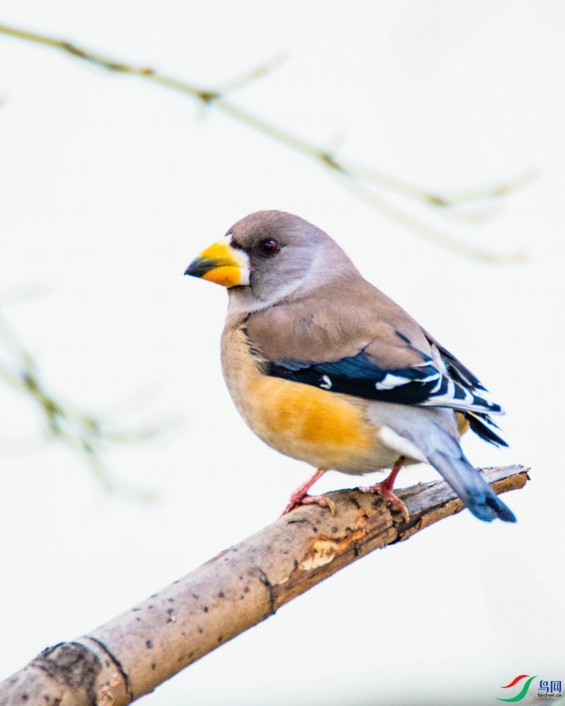 DSC_9261-2.jpg