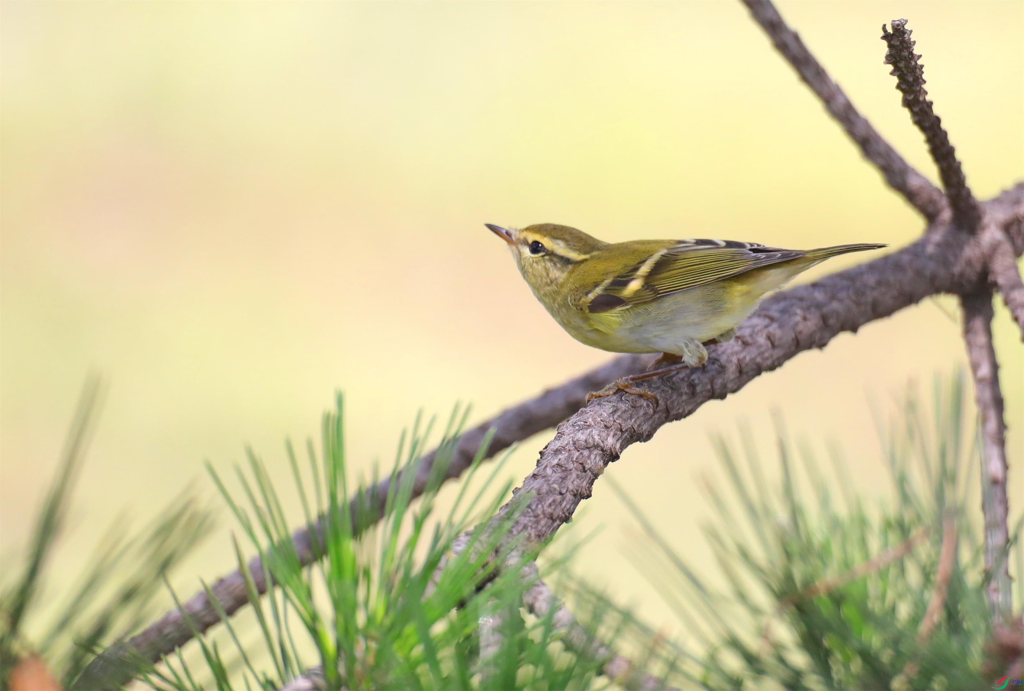 ������ݺ