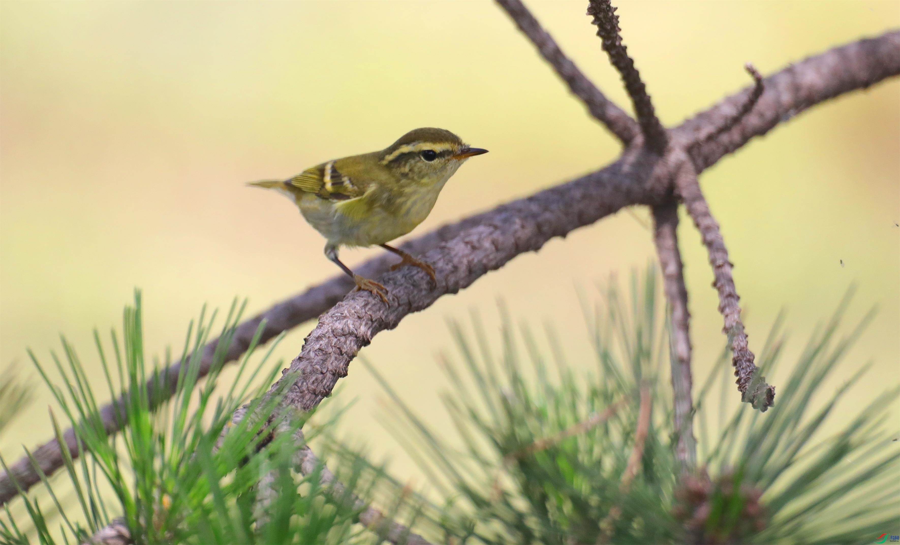 ������ݺ