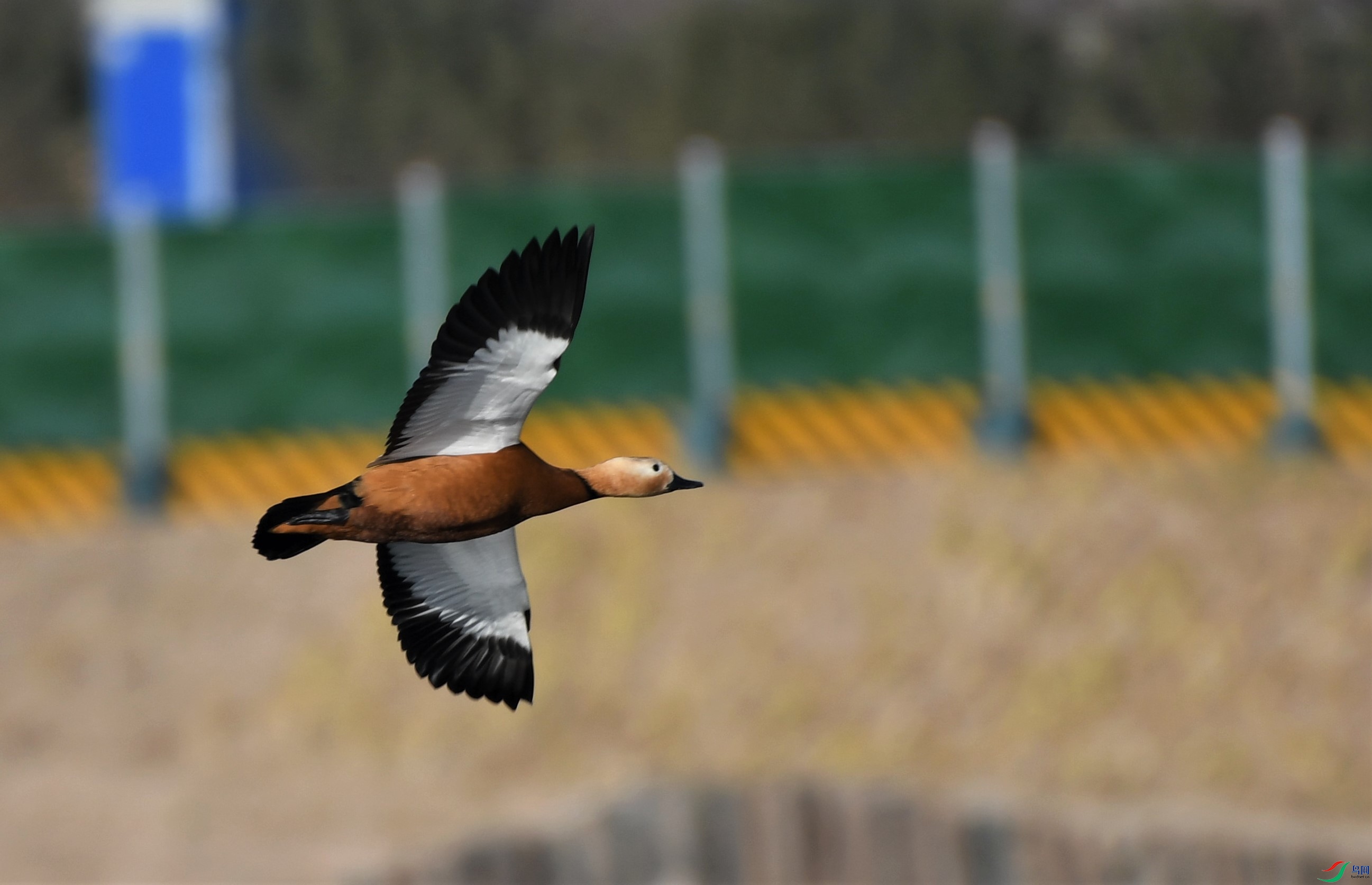 DSC_5524.JPG
