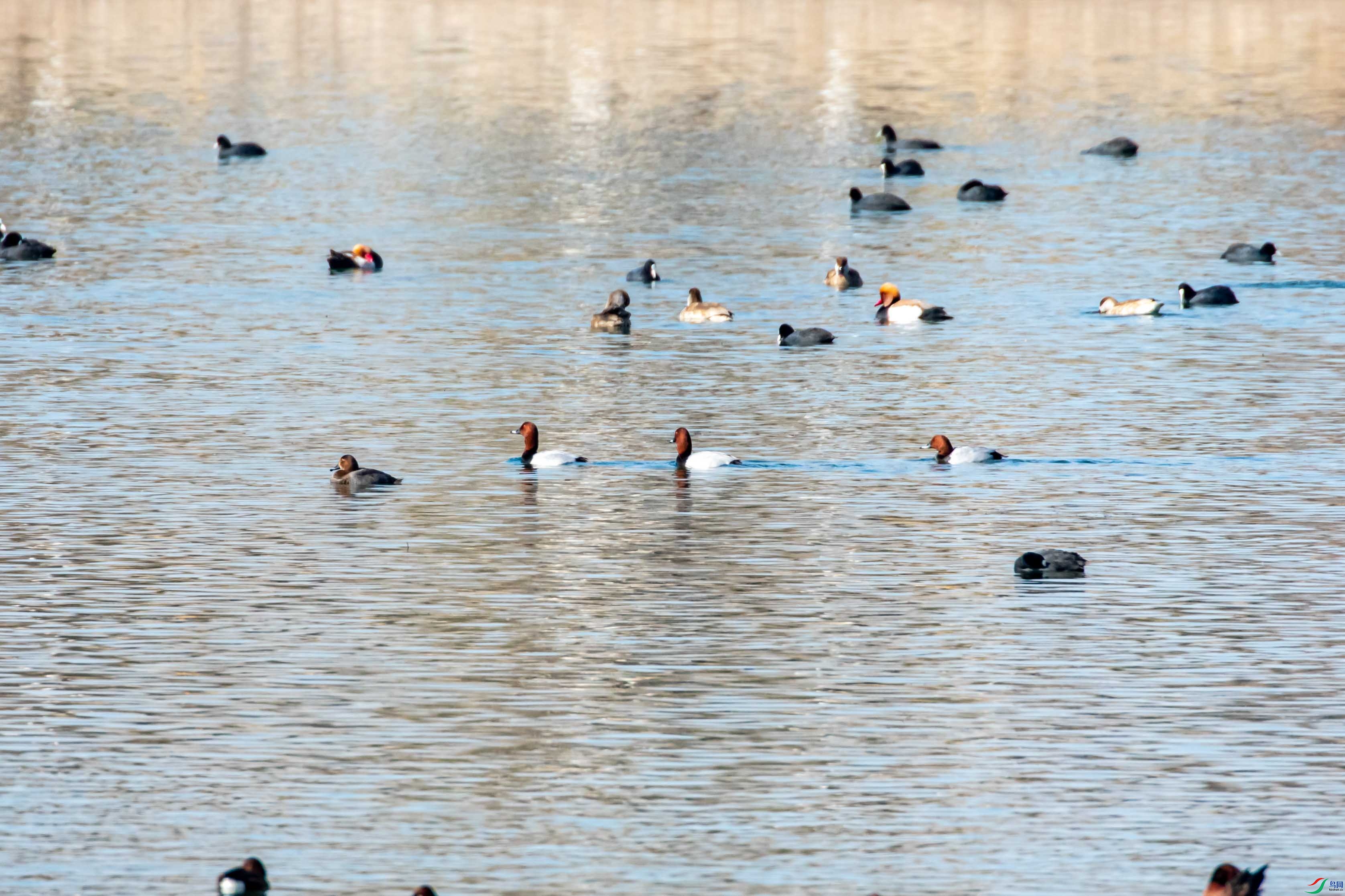 ��λ��ʦ��ʶ