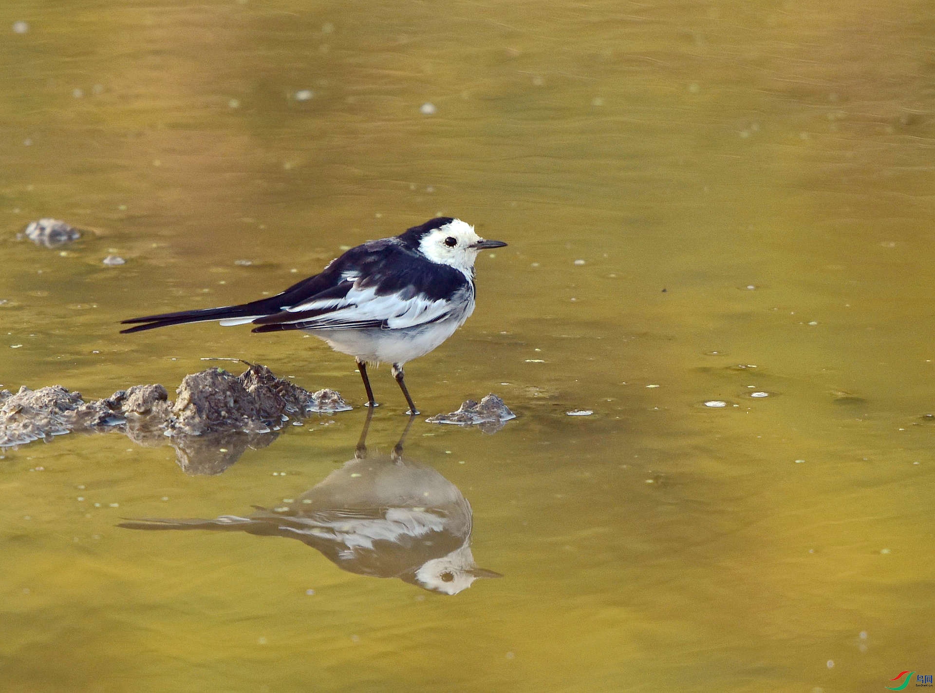 D8I_0950.jpg