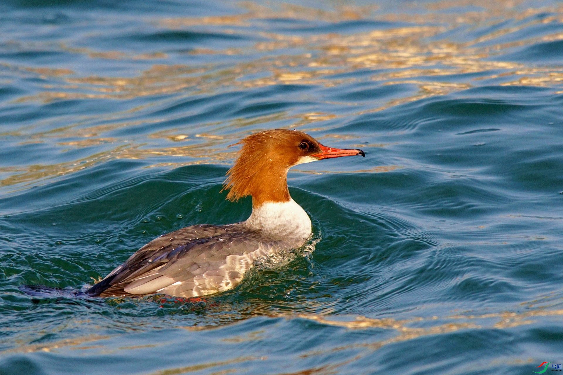 DSC00119_����   (2)_����.jpg