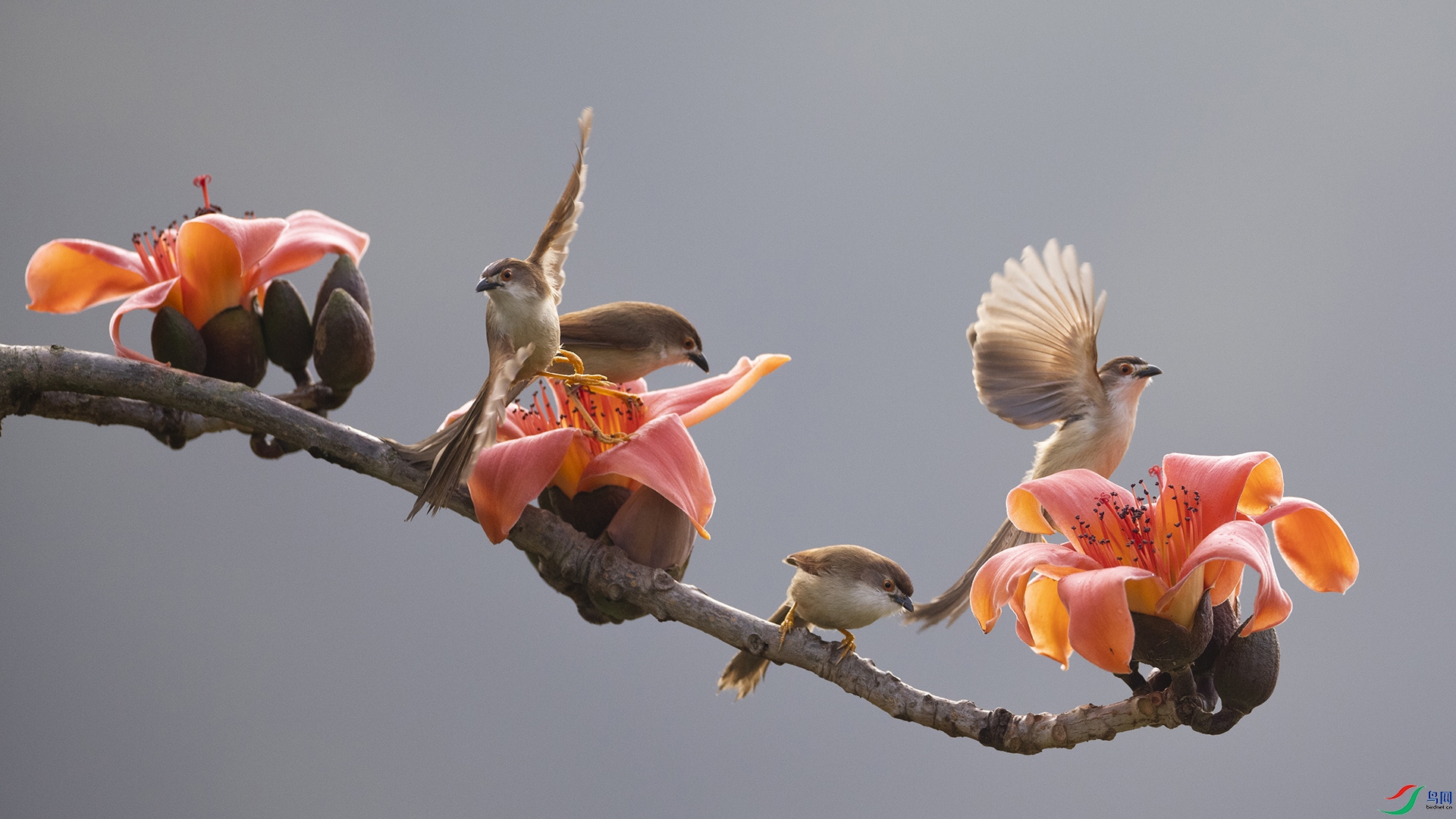 淘帖  点赞  微信