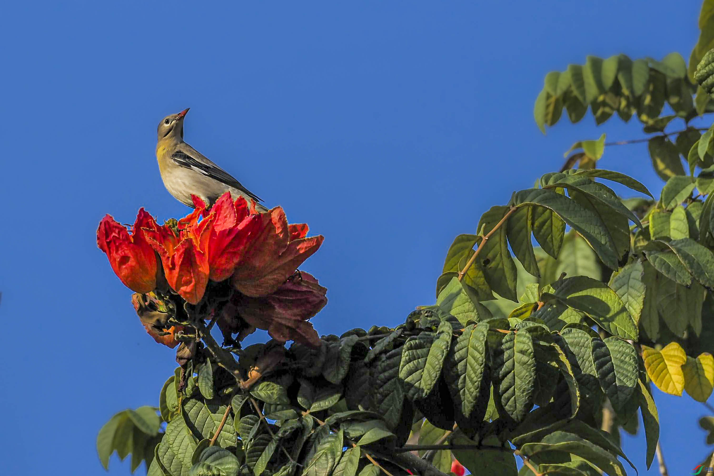 火焰花上的椋鸟