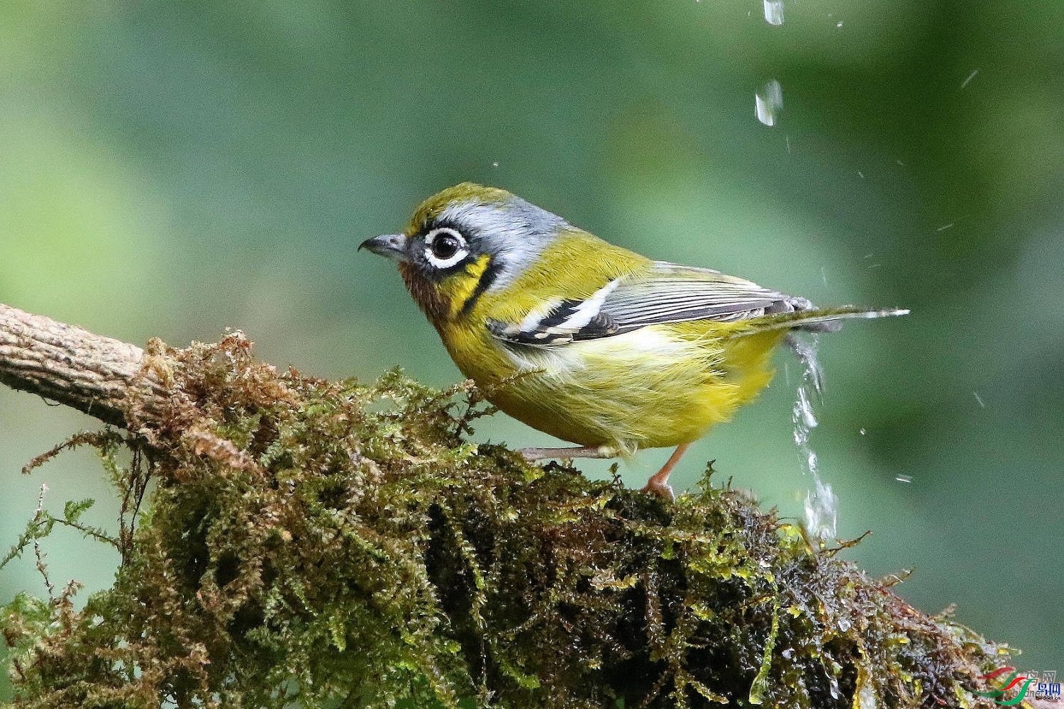 ���ݾ�ʿ  ��ʦ����������ʡ��ɽ��0.jpg