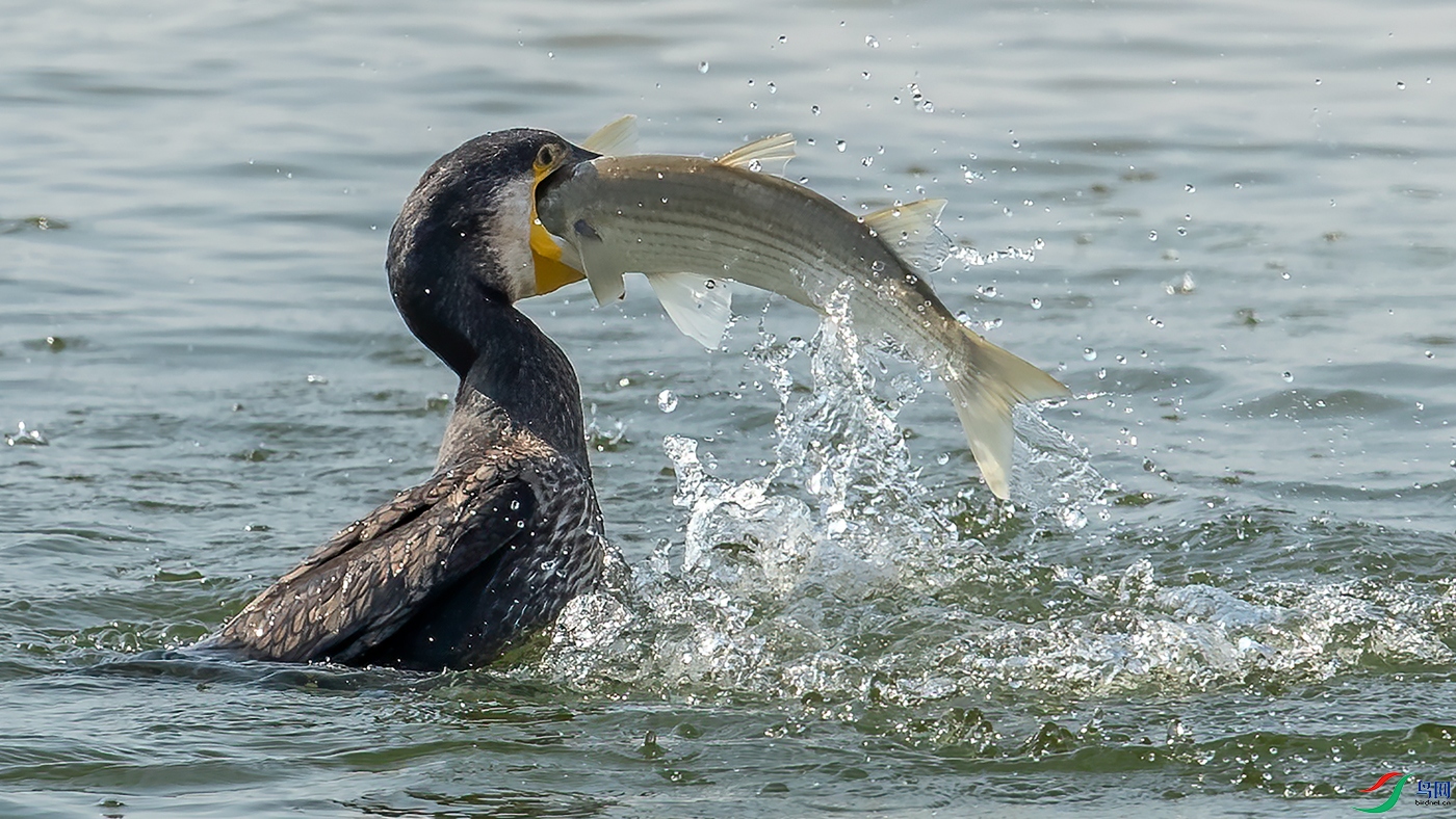 鸬鹚之最爱荣获首页精华
