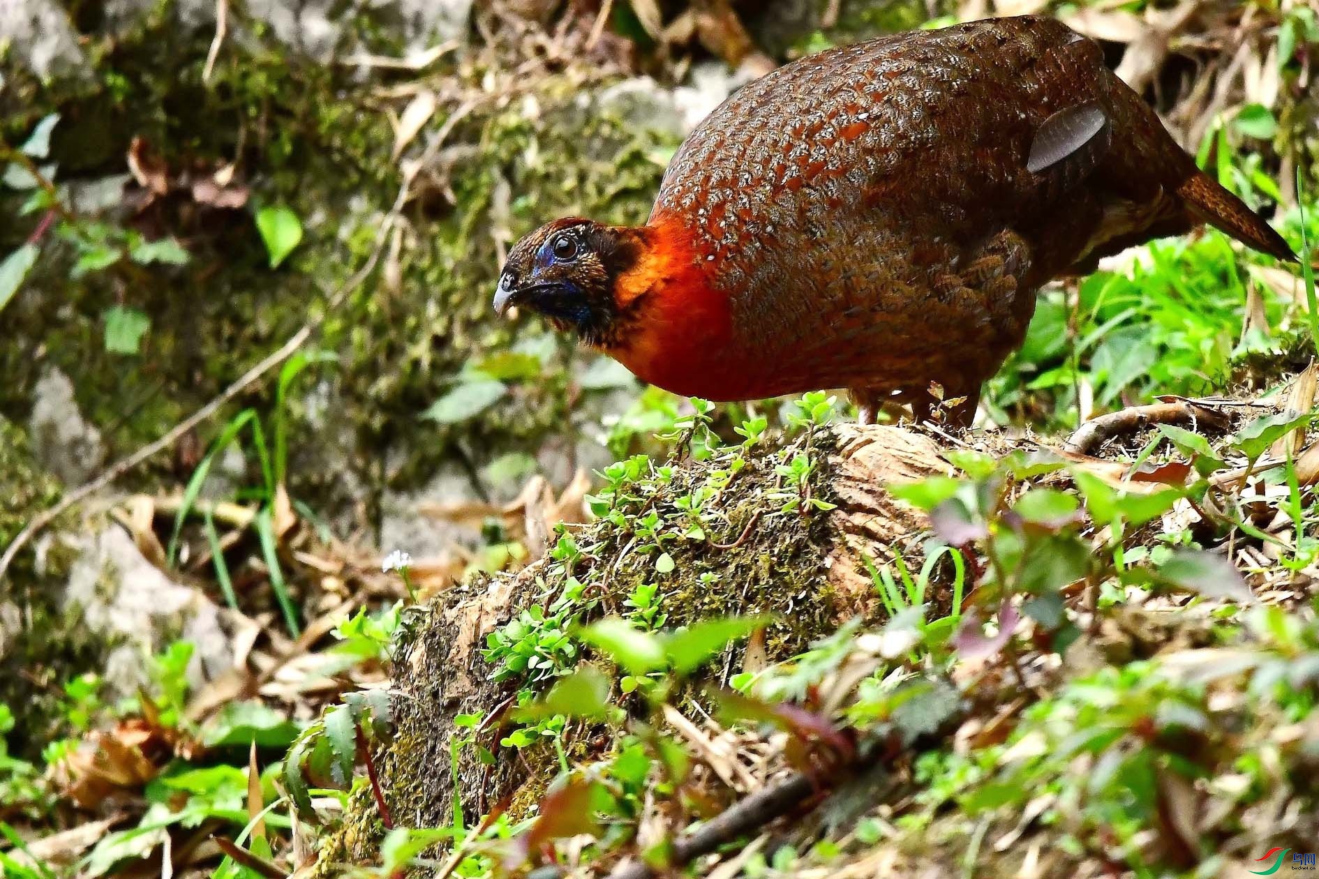 DSC_6707_����.jpg
